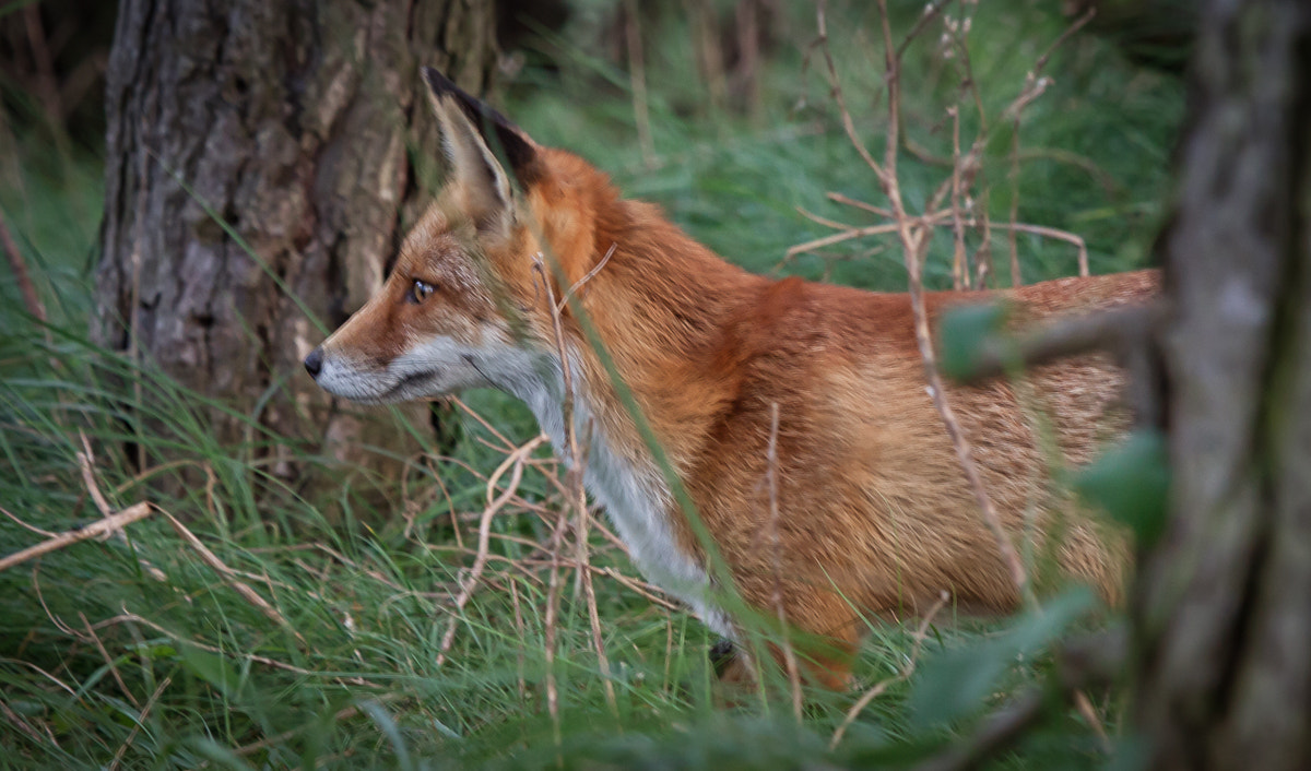 Canon EF-S 55-250mm F4-5.6 IS STM sample photo. Focussed fox photography