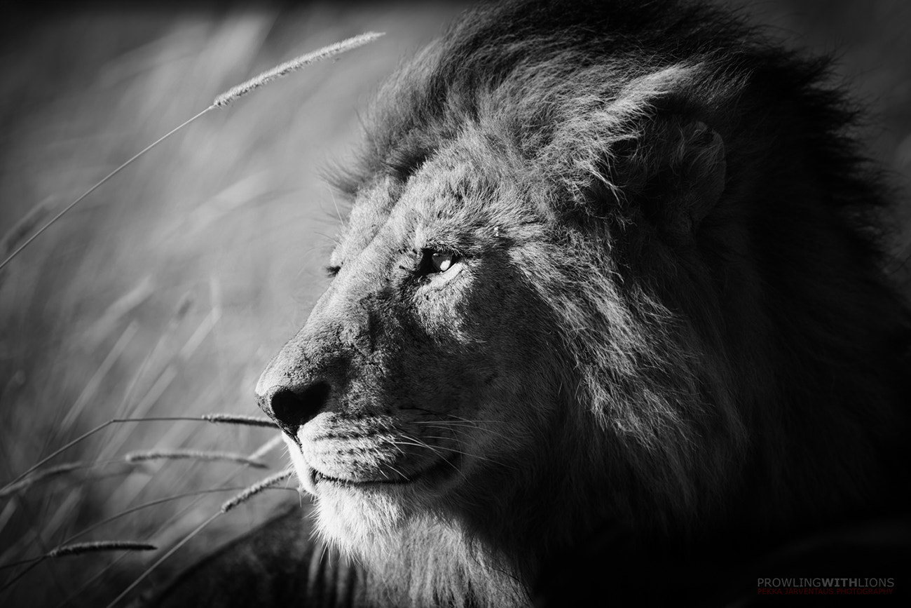 Canon EF 300mm f/2.8L sample photo. Serengeti lion, tanzania. photography