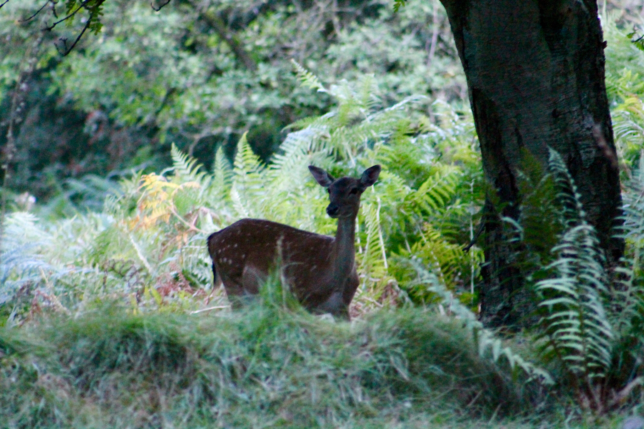 Canon EF75-300mm f/4-5.6 sample photo. Brief encounter on cannock chase with a young doe at dusk photography