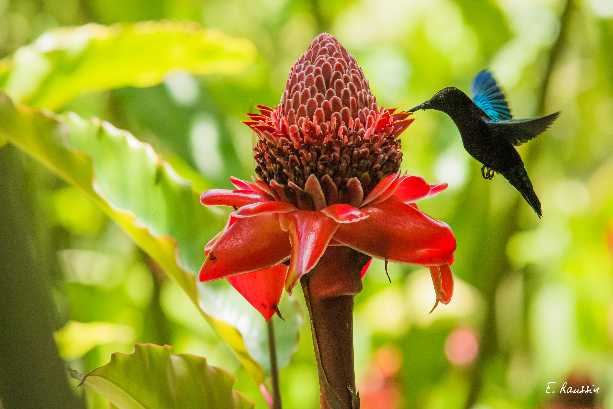 Nikon D7100 + Sigma 50-150mm F2.8 EX APO DC HSM sample photo. Colibri madère (eulampis jugularis) butinant une rose de porcelaine (etlingera elatior) - jardin... photography