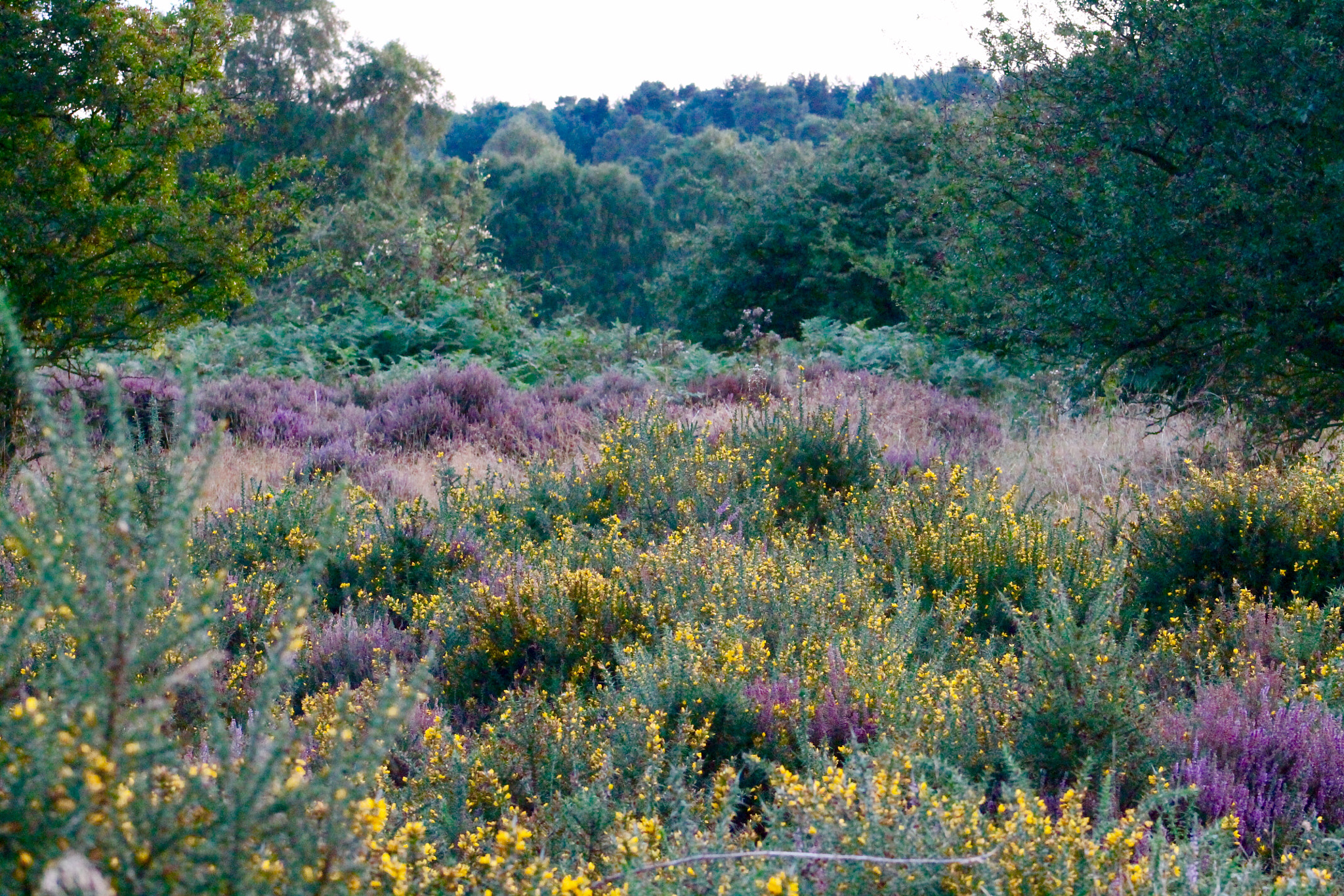 Canon EOS 1100D (EOS Rebel T3 / EOS Kiss X50) sample photo. Lush woodland meadow at dusk on cannock chase photography
