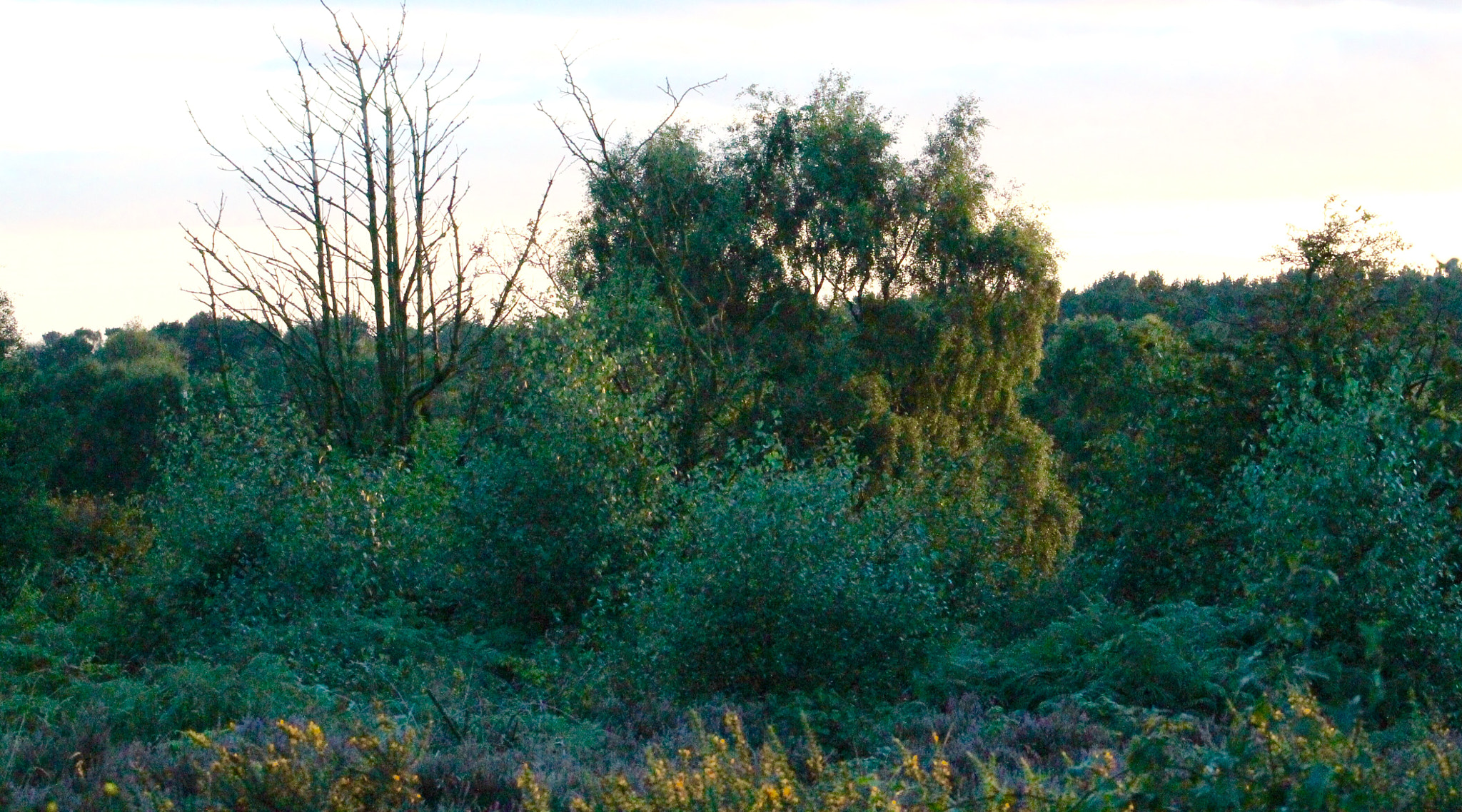 Canon EF75-300mm f/4-5.6 sample photo. Beautiful woodland setting on cannock chase at twilight photography