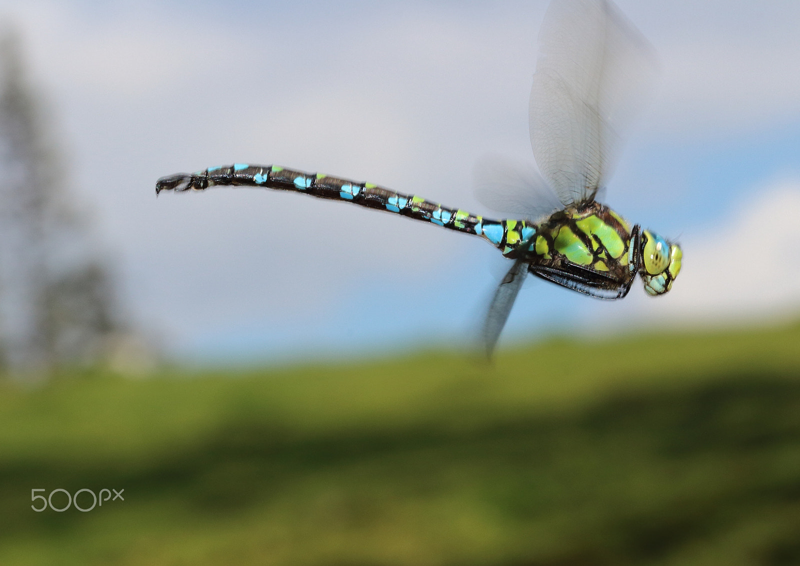 Canon EF 100mm F2.8 Macro USM sample photo. Dragonfly on a flight photography