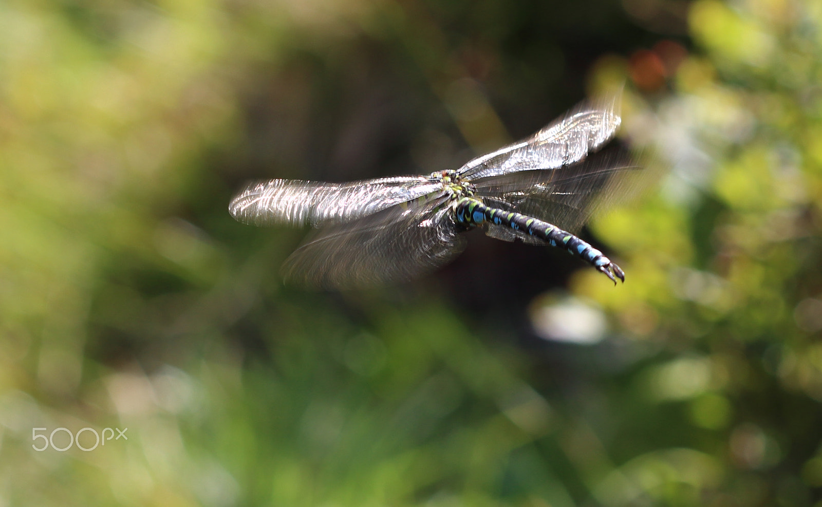 Canon EF 100mm F2.8 Macro USM sample photo. Dragonfly during flight photography