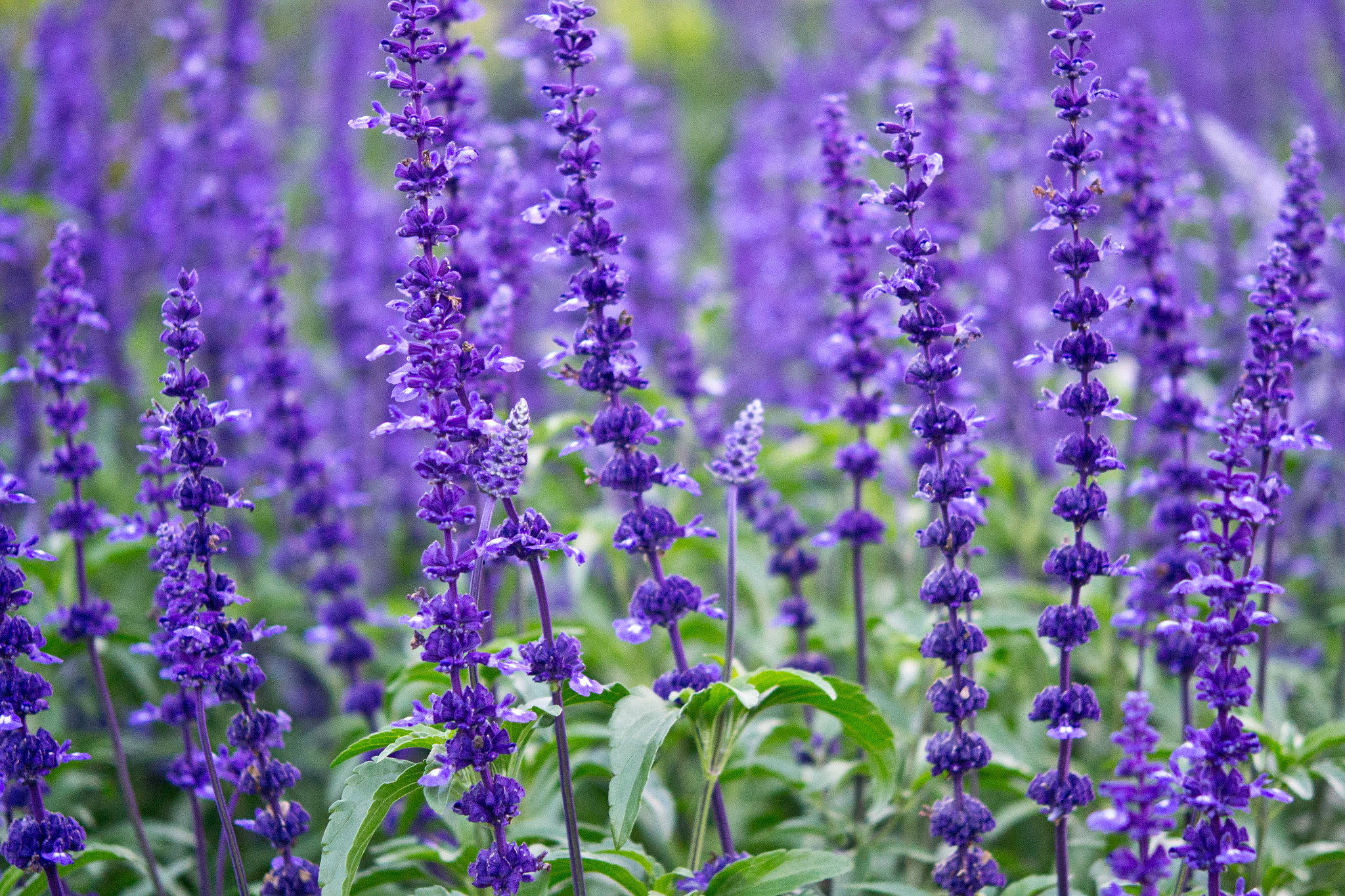 Nikon AF-S Micro-Nikkor 60mm F2.8G ED sample photo. Blue photography