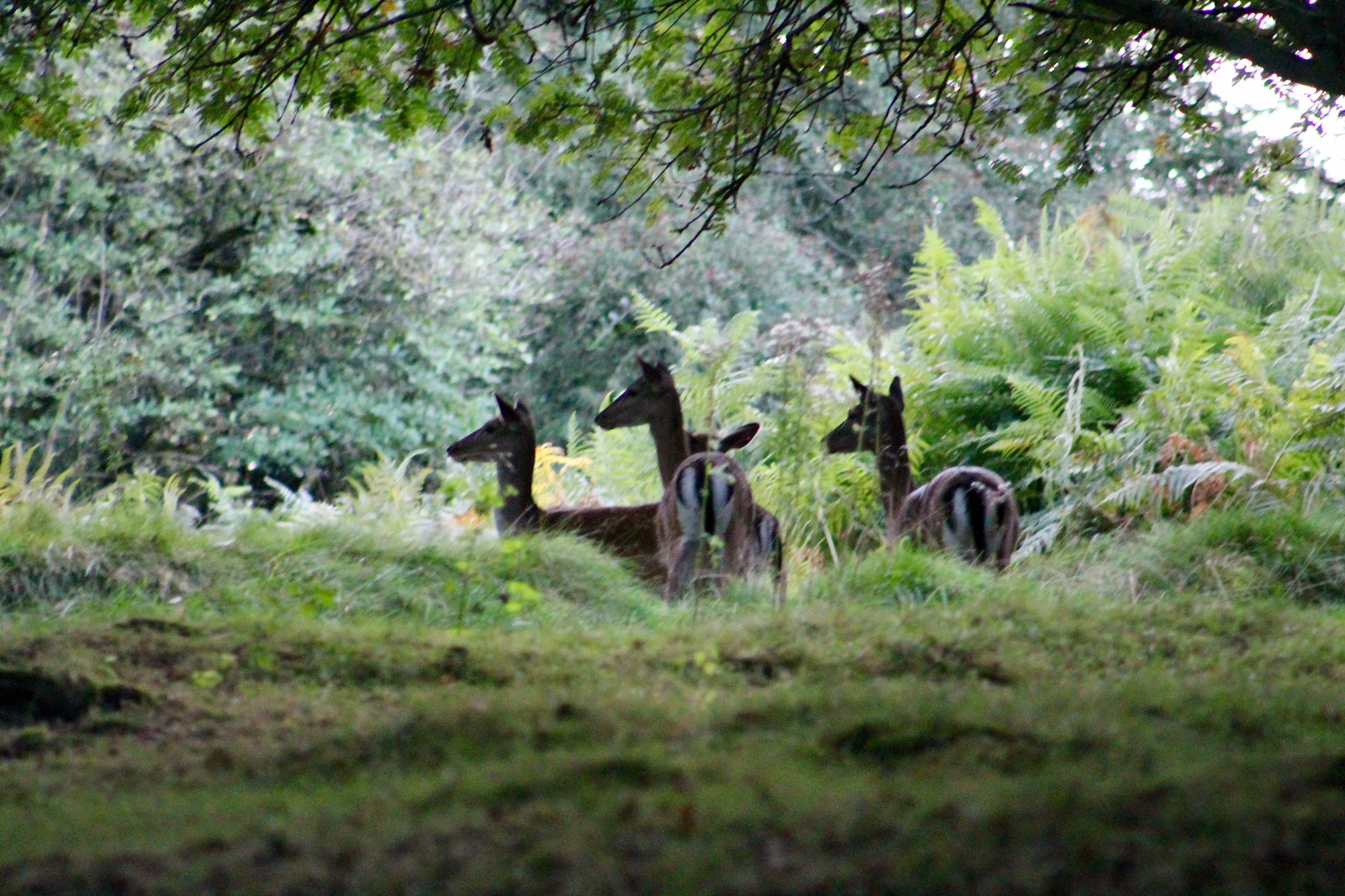 Canon EF75-300mm f/4-5.6 sample photo. A small group of young fallow deer on cannock chase photography