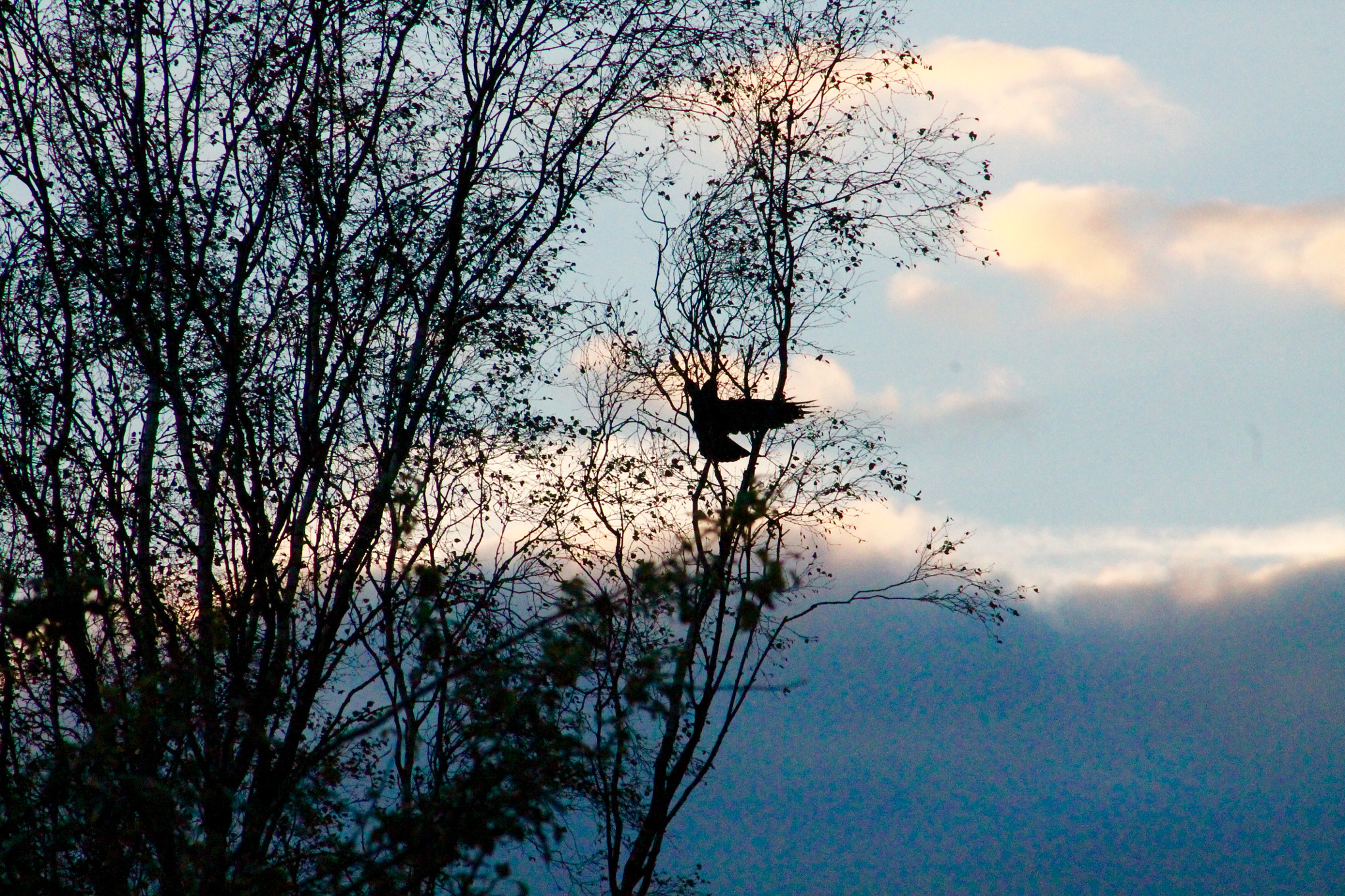 Canon EF75-300mm f/4-5.6 sample photo. Coming home to roost at dusk on cannock chase photography