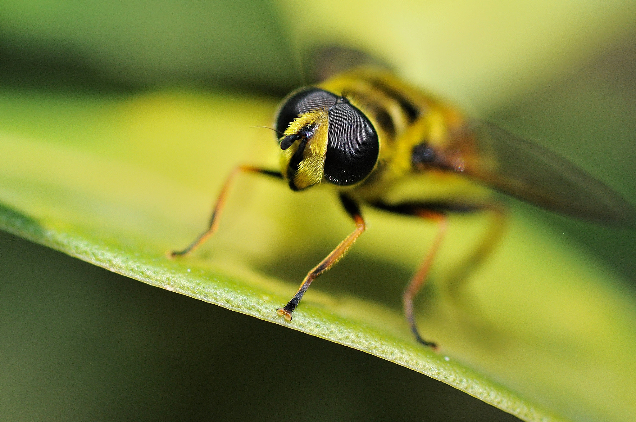 Sigma 105mm F2.8 EX DG Macro sample photo. Small bee photography