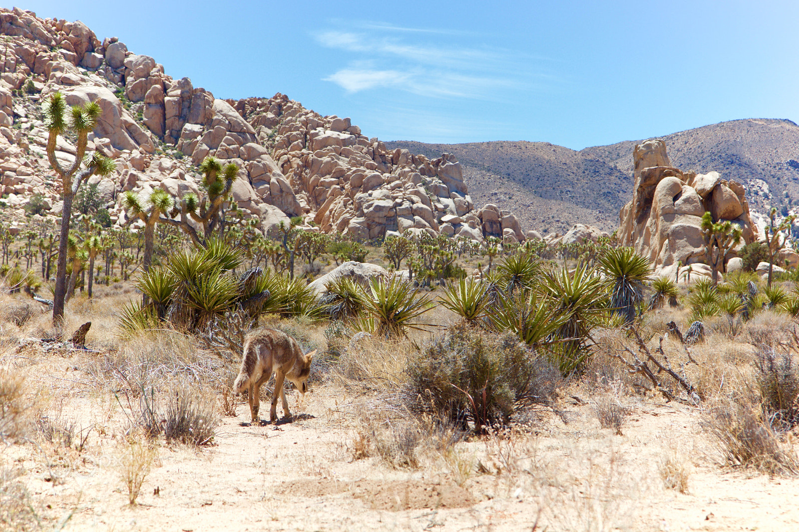 Canon EOS 550D (EOS Rebel T2i / EOS Kiss X4) sample photo. Lone coyote photography