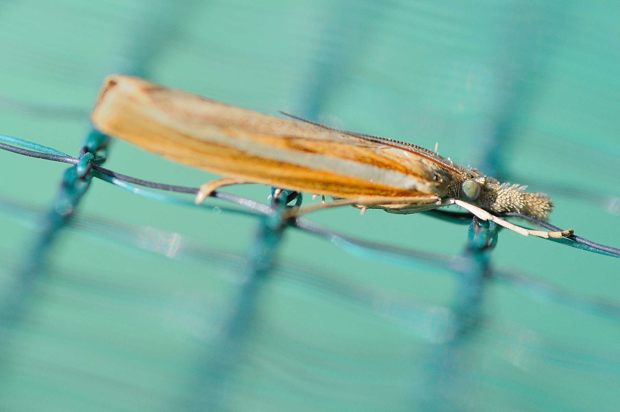 Sigma 105mm F2.8 EX DG Macro sample photo. Strange insect photography