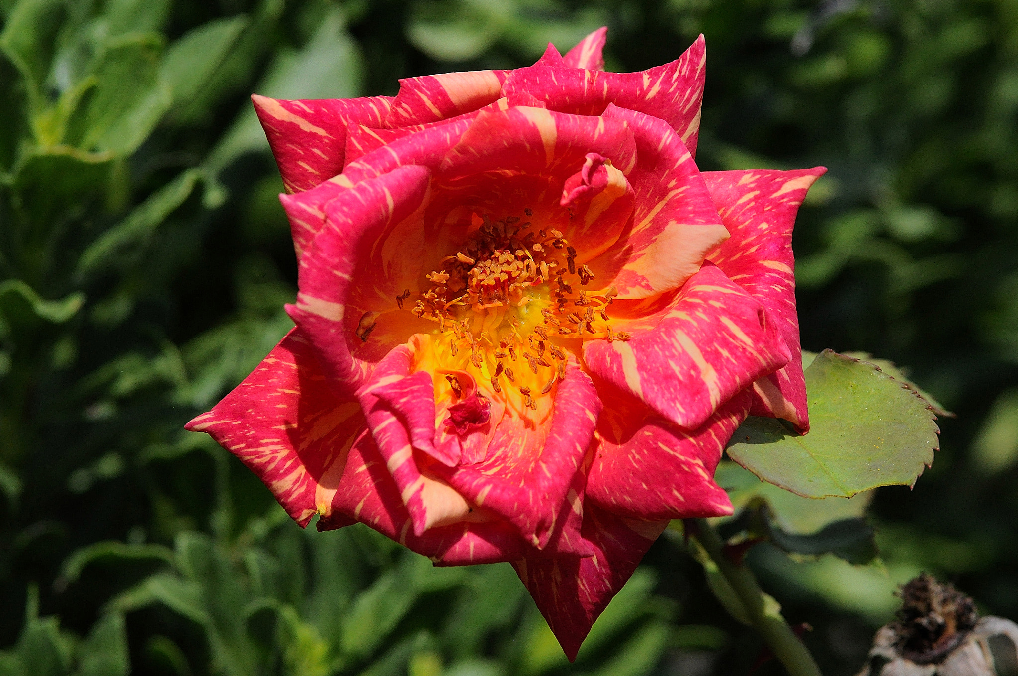 Sigma 105mm F2.8 EX DG Macro sample photo. Red flower photography