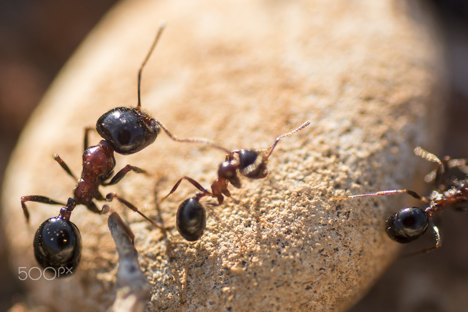Sony ILCA-77M2 + Tamron SP AF 90mm F2.8 Di Macro sample photo. Ant photography