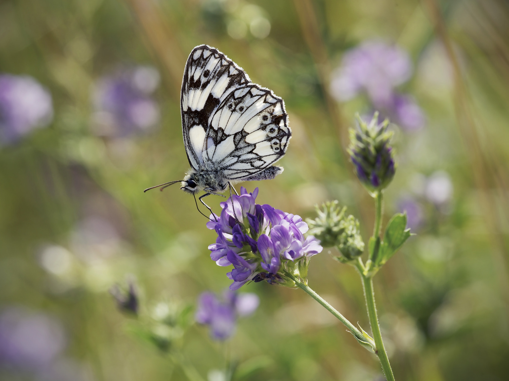 Sigma APO Macro 150mm f/2.8 EX DG HSM sample photo. Marbled white photography