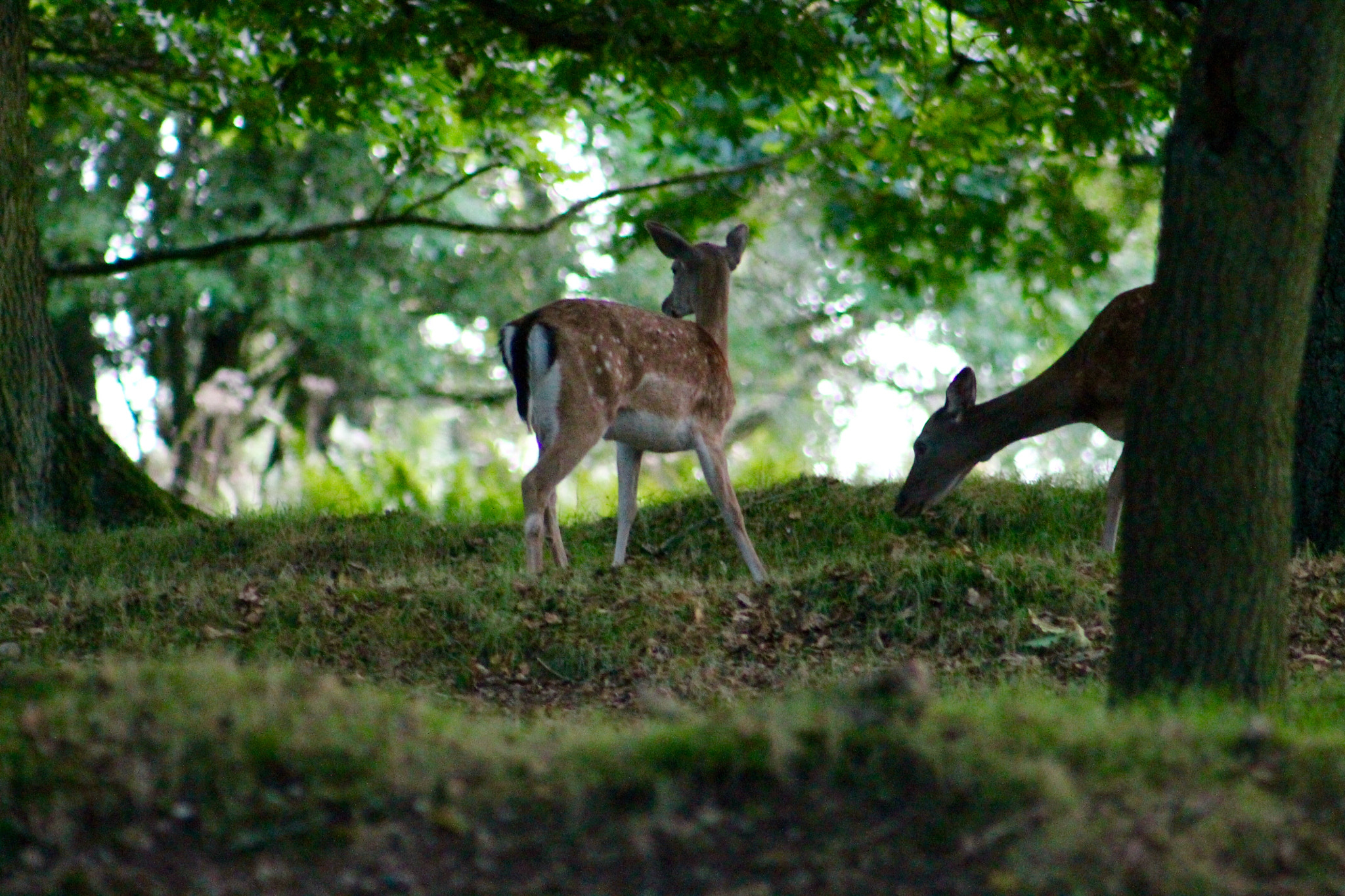 Canon EF75-300mm f/4-5.6 sample photo. A pair of fallow deer foraging on cannock chase with not a care in the world photography