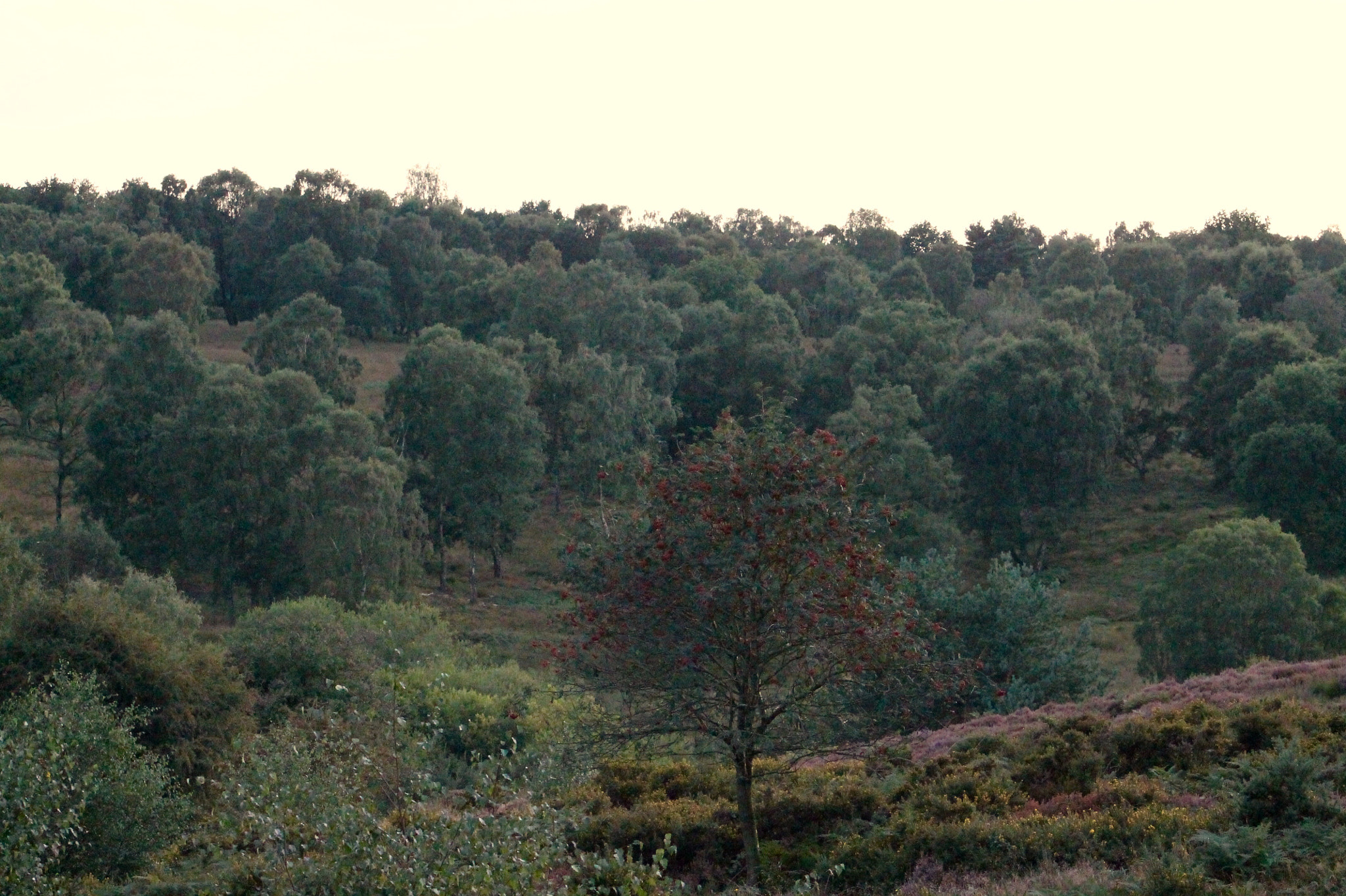 Canon EOS 1100D (EOS Rebel T3 / EOS Kiss X50) sample photo. Beautiful woodland and brush of the cannock chase photography