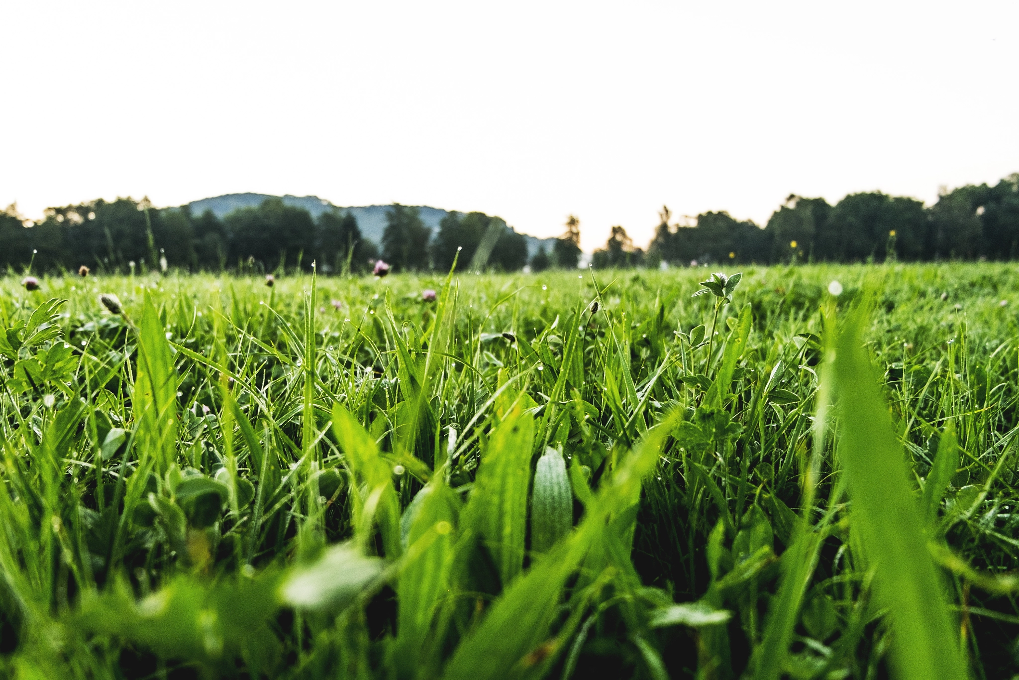 Fujifilm XC 16-50mm F3.5-5.6 OIS sample photo. Dew photography