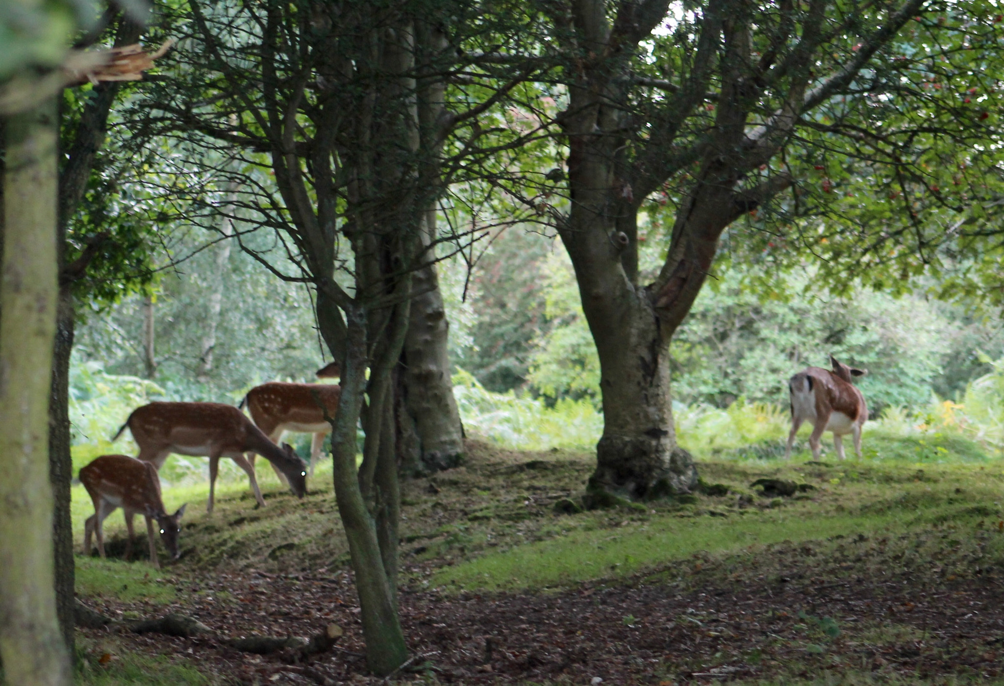 Canon EF75-300mm f/4-5.6 sample photo. Carefree young fallow deer foraging in the beautiful cannock chase photography
