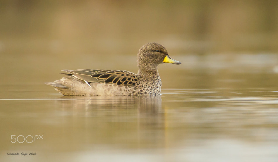 Sigma 50-500mm F4.5-6.3 DG OS HSM sample photo. Speckled teal photography