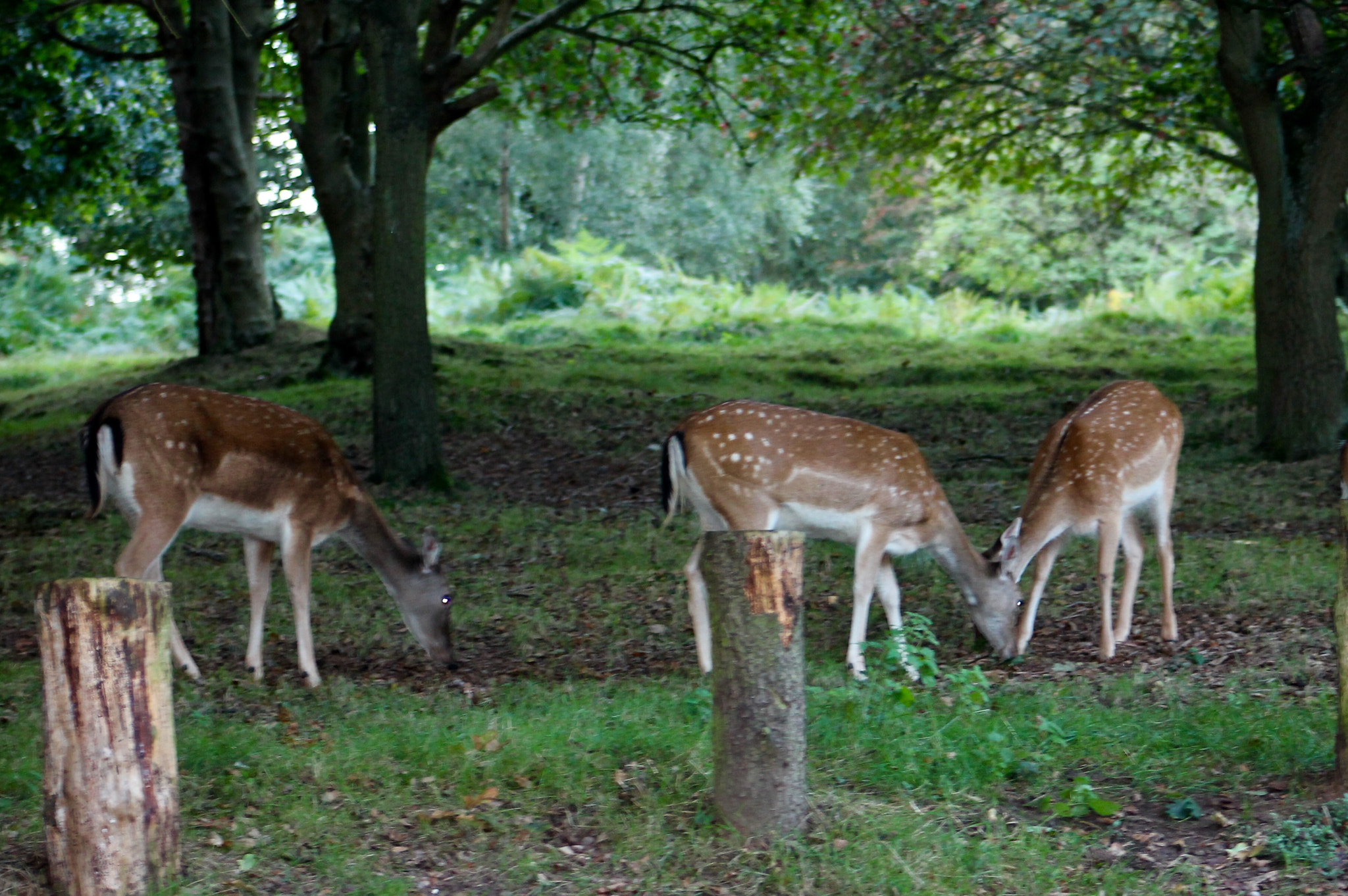 Canon EOS 1100D (EOS Rebel T3 / EOS Kiss X50) sample photo. Carefree fallow deer foraging in the twilight photography
