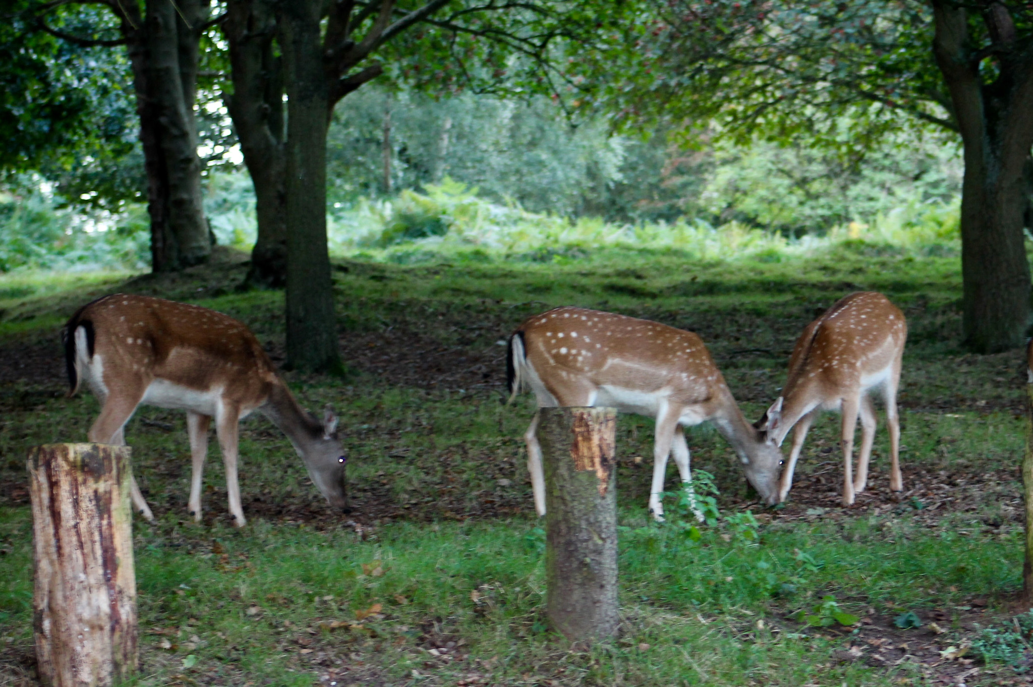 Canon EF75-300mm f/4-5.6 sample photo. Carefree fallow deer foraging in the twilight photography