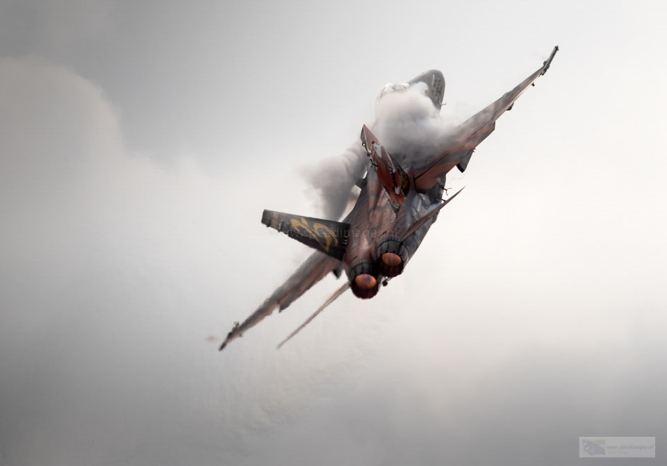 Canon EF 200mm F2.8L II USM sample photo. Spanish hornet photography