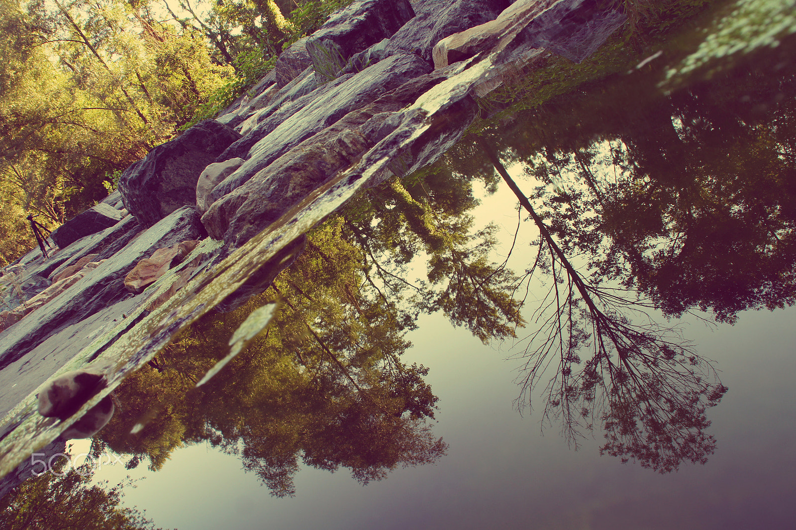 Sony SLT-A33 sample photo. Reflecting forest photography