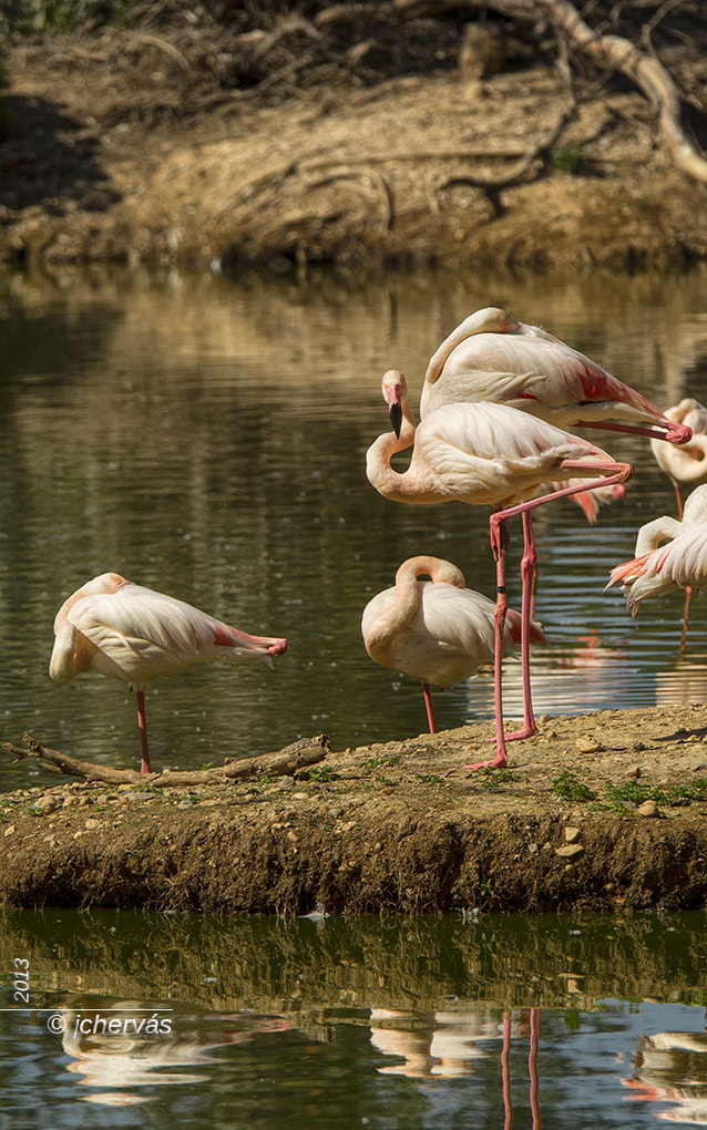 Canon EF 70-200mm F4L IS USM sample photo. Flamencos photography