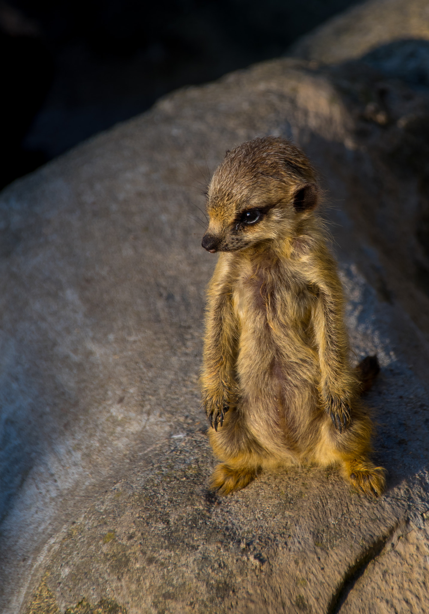 Sigma 18-250mm F3.5-6.3 DC Macro OS HSM sample photo. Meercat photography