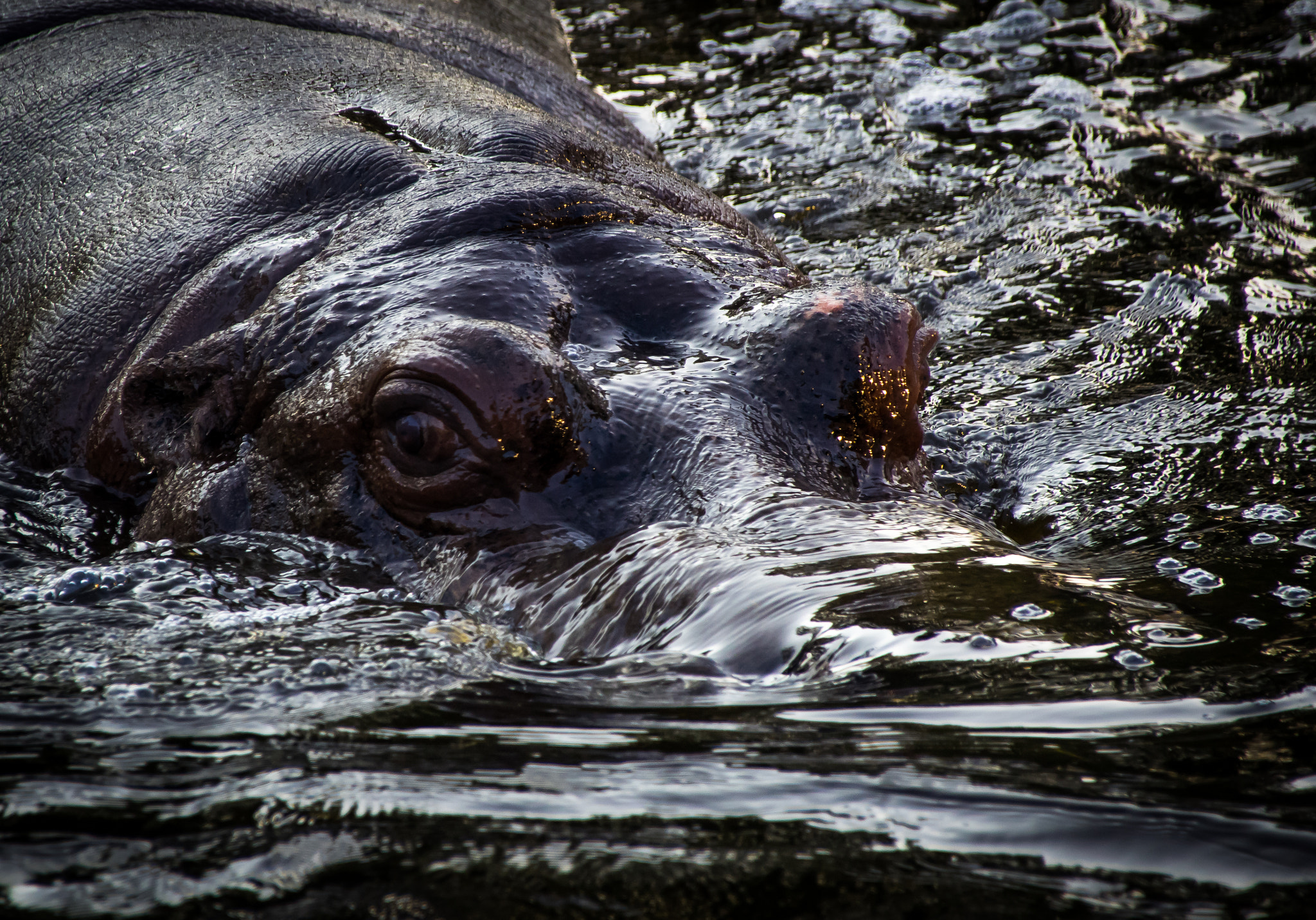 Pentax K-3 sample photo. Hippo photography