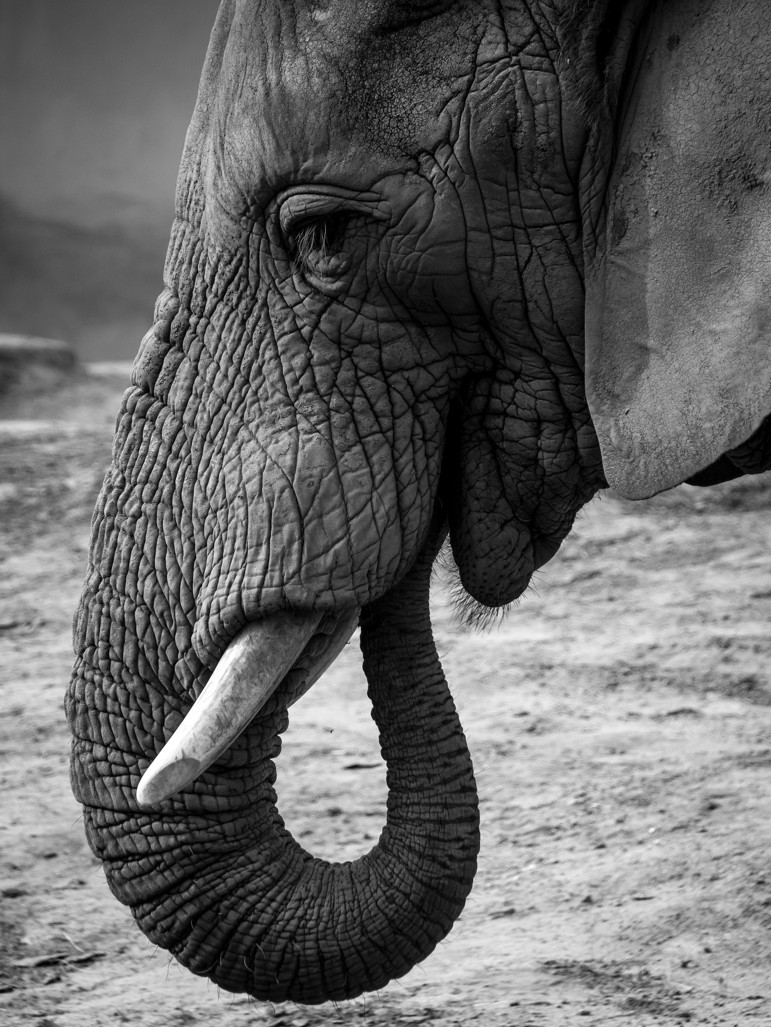 Sigma 18-250mm F3.5-6.3 DC Macro OS HSM sample photo. Elephant photography