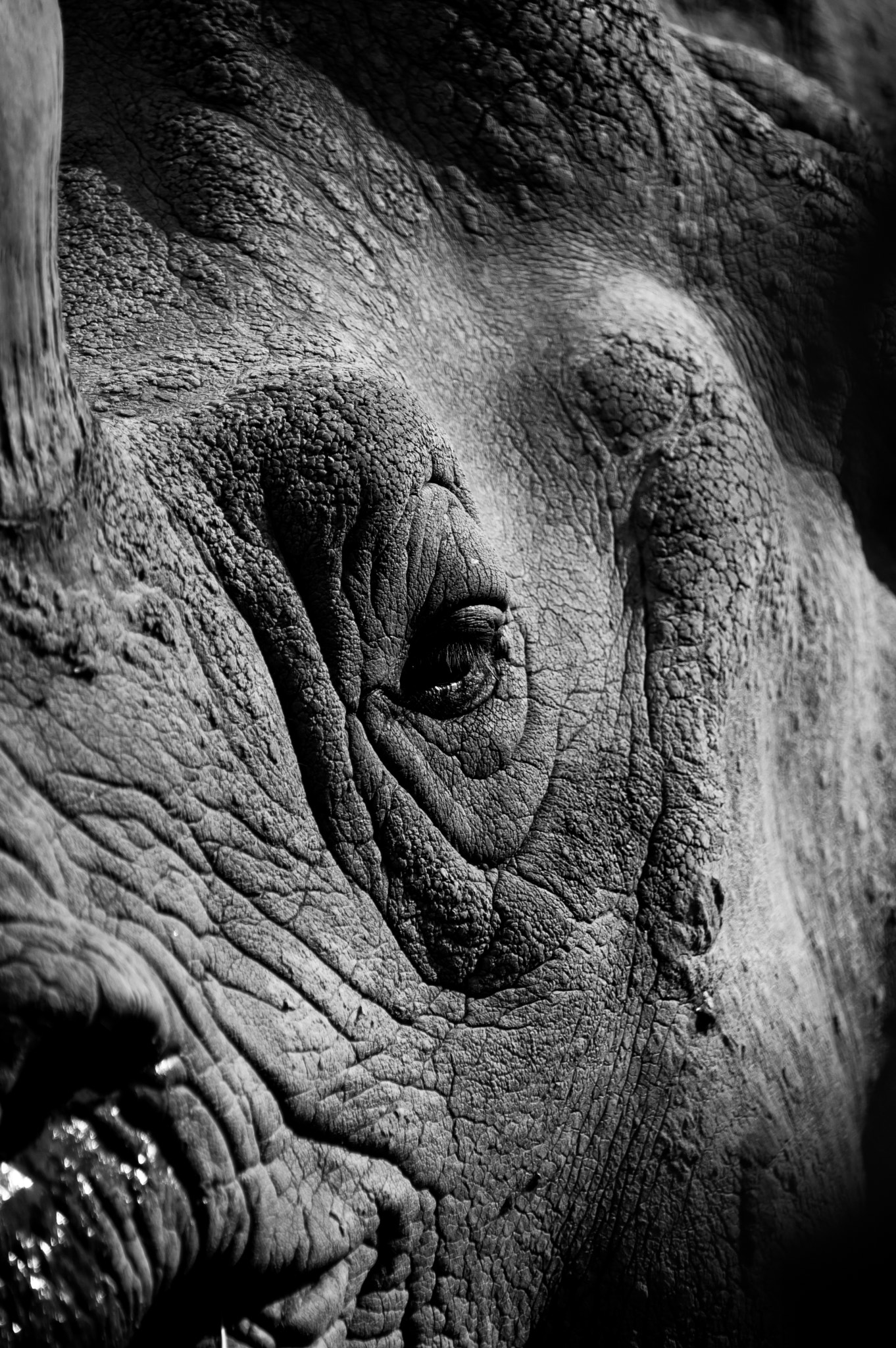Pentax K-3 sample photo. Indian rhino photography