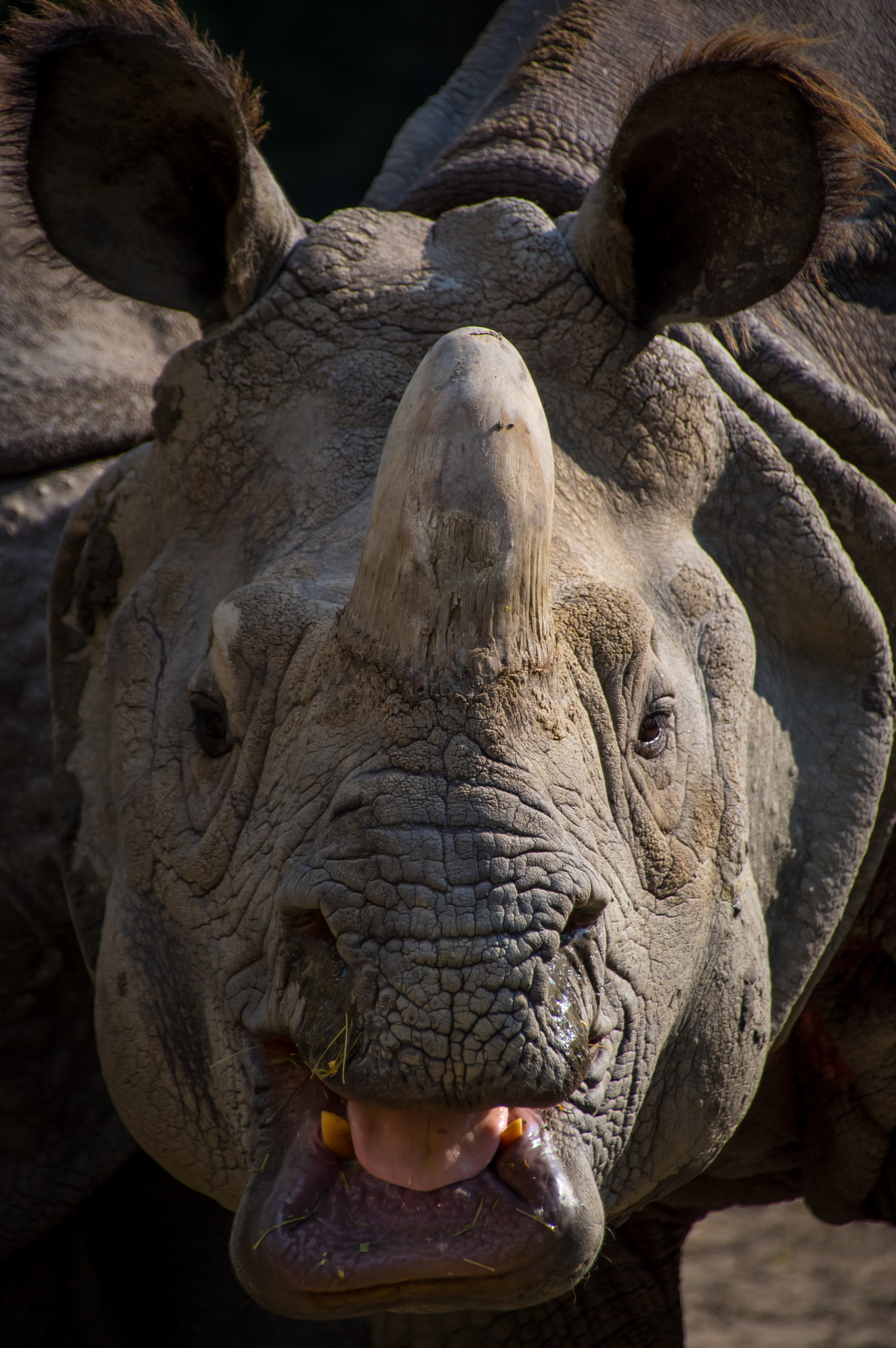 Sigma 18-250mm F3.5-6.3 DC Macro OS HSM sample photo. Indian rhinocerous photography