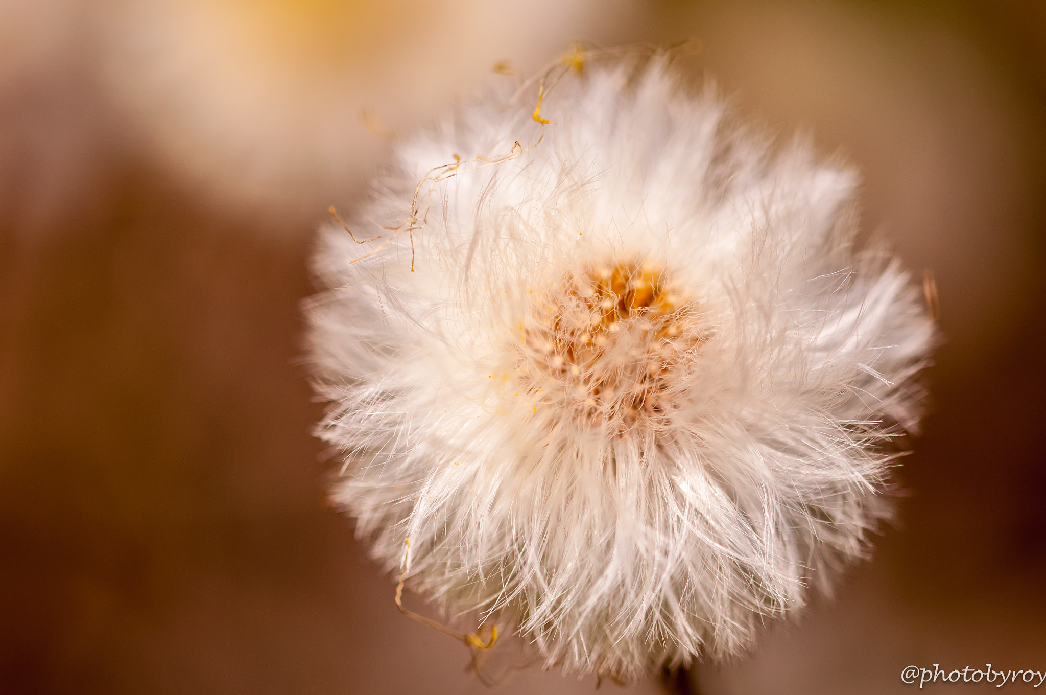 Sigma 105mm F2.8 EX DG OS HSM sample photo. Flower? weed? what's your perspective? photography
