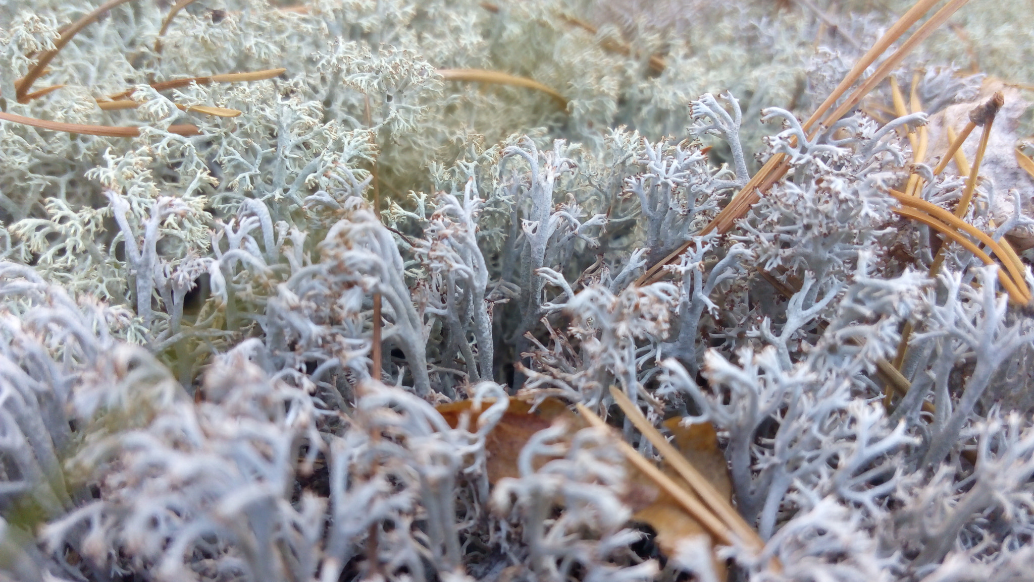 Lenovo P70-A sample photo. Moss photography