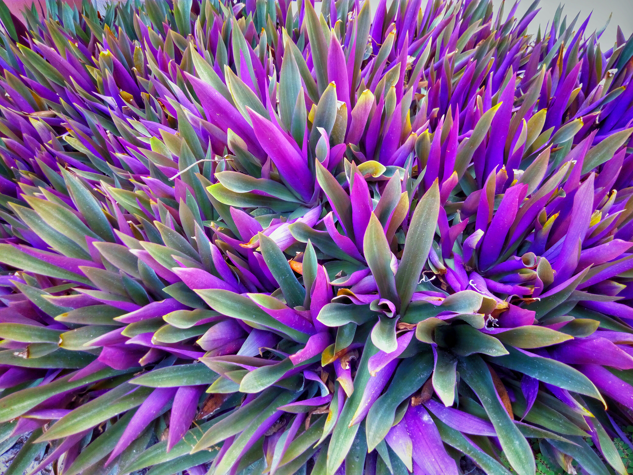 ZTE BLADE V6 sample photo. Green and purple ... photography