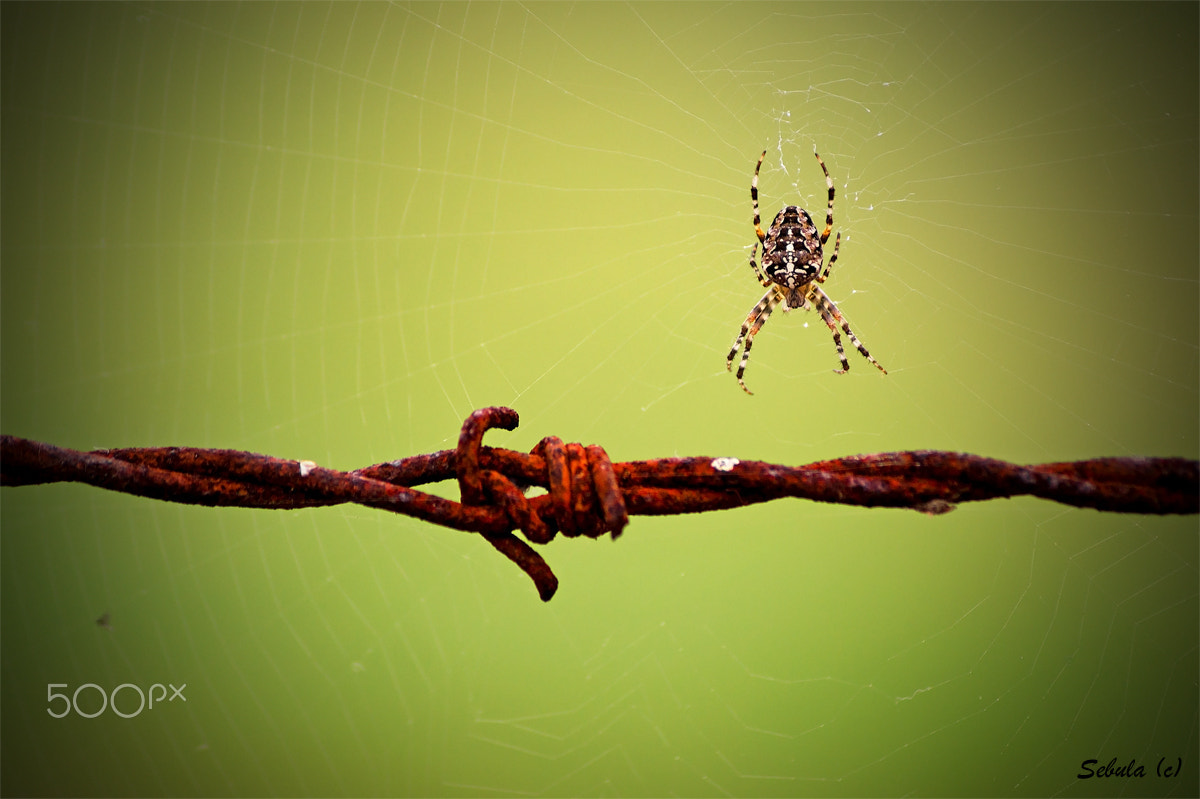 Sony DT 55-200mm F4-5.6 SAM sample photo. Spider in kl stutthof photography