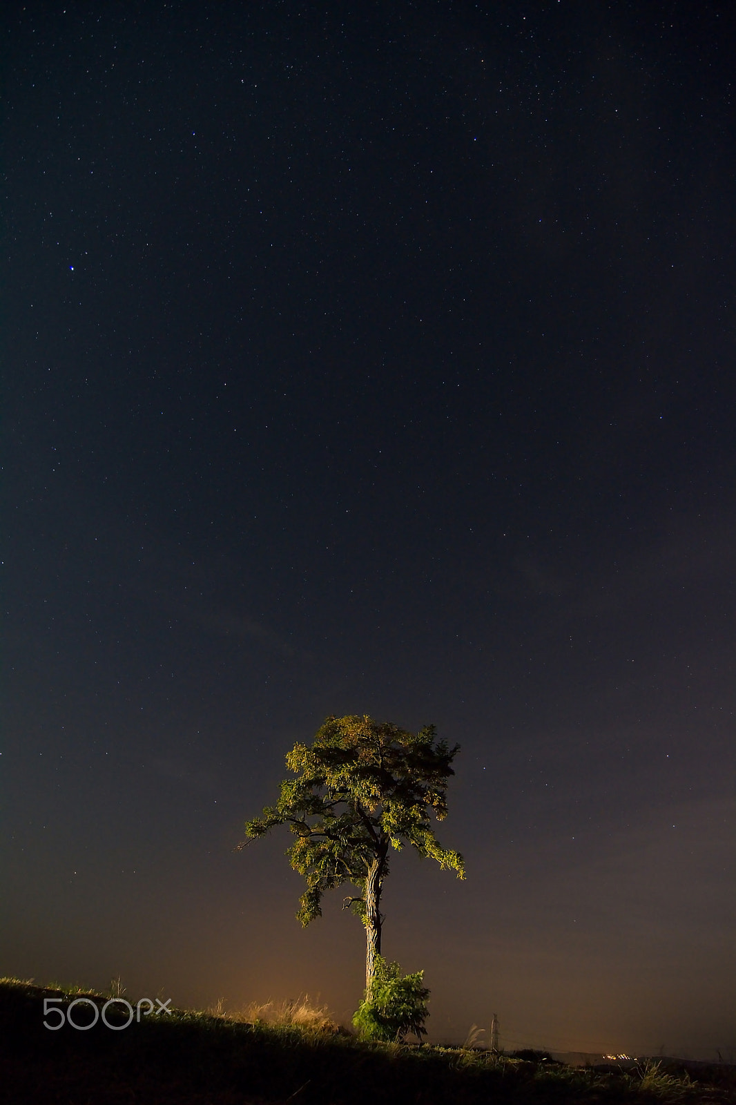 Nikon D7100 sample photo. Shining tree at night photography