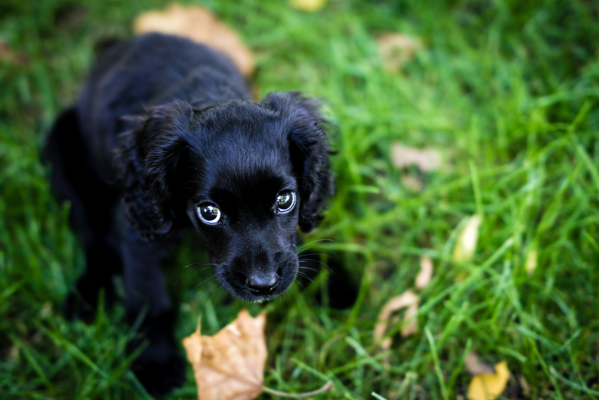 Sony FE 85mm F1.4 GM sample photo. Try saying no to me now! photography