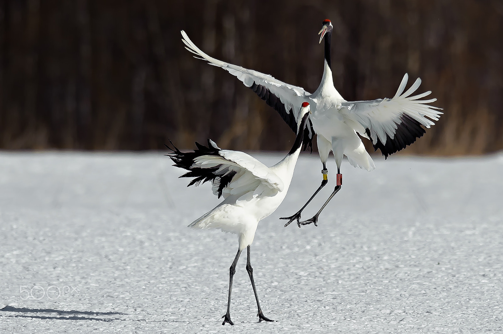 Nikon AF-S Nikkor 400mm F2.8G ED VR II sample photo. Tantyou photography