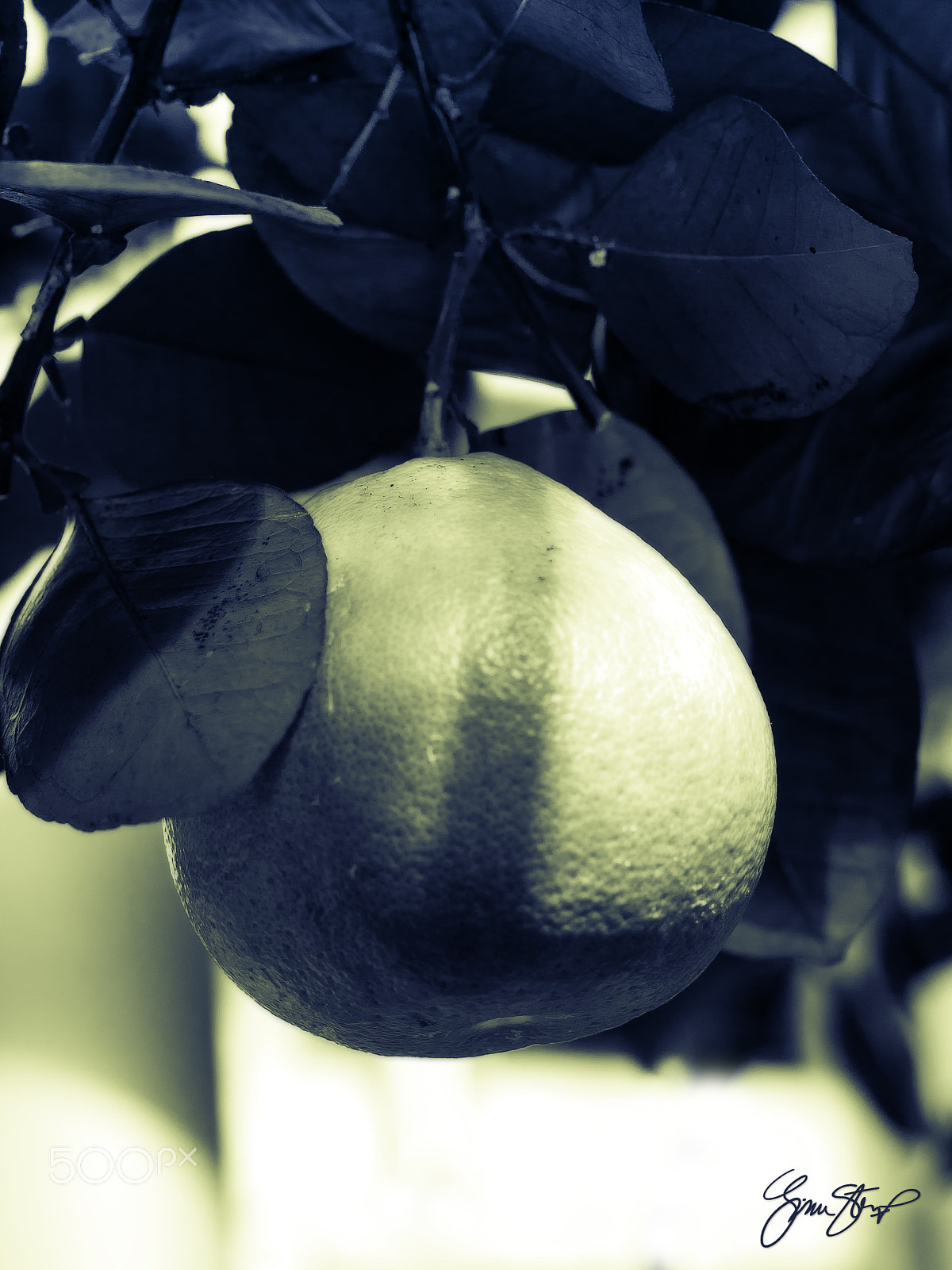 OLYMPUS 50mm Lens sample photo. Fruitful tree photography