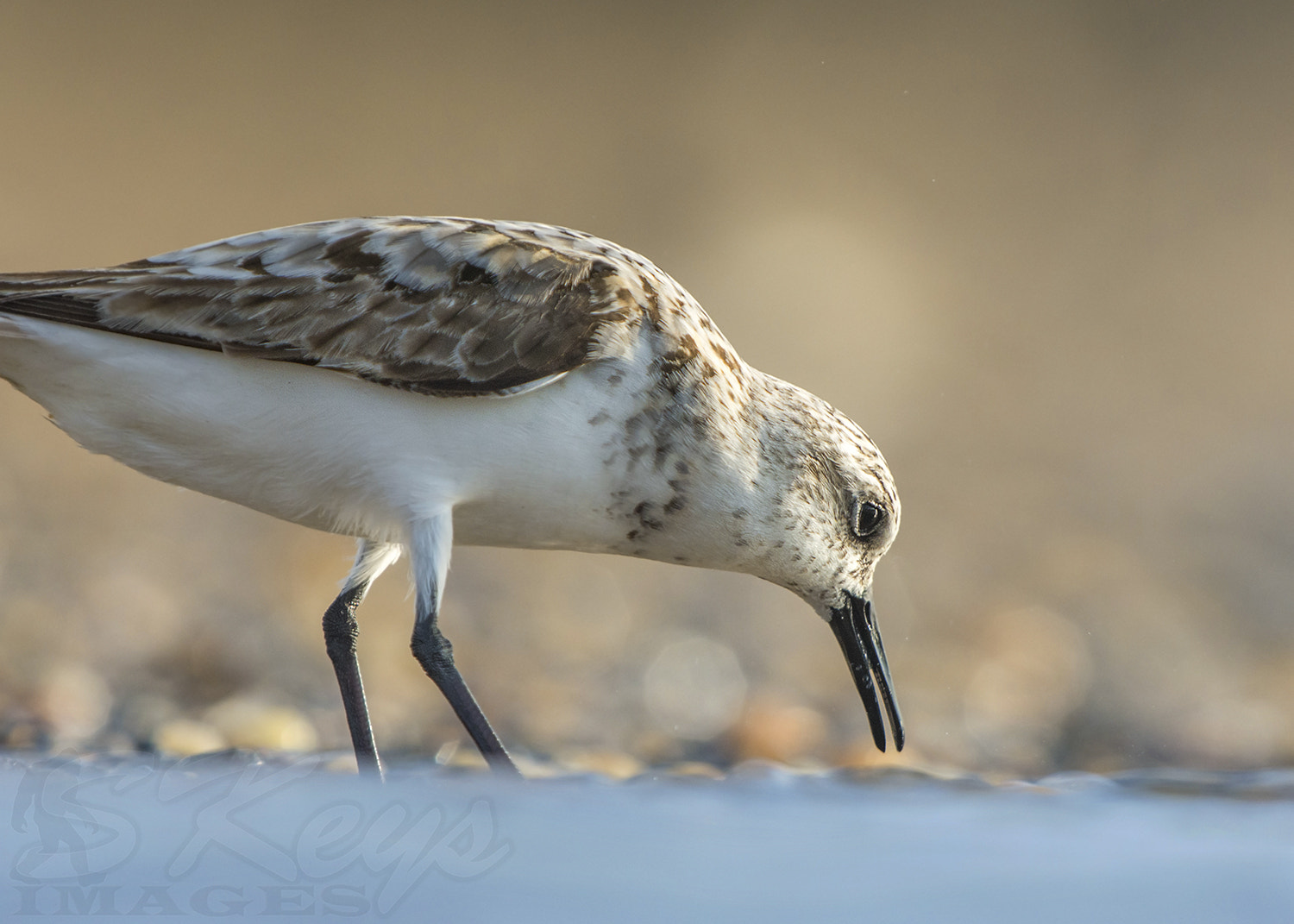 Nikon D7200 sample photo. Parched (sanderling) photography