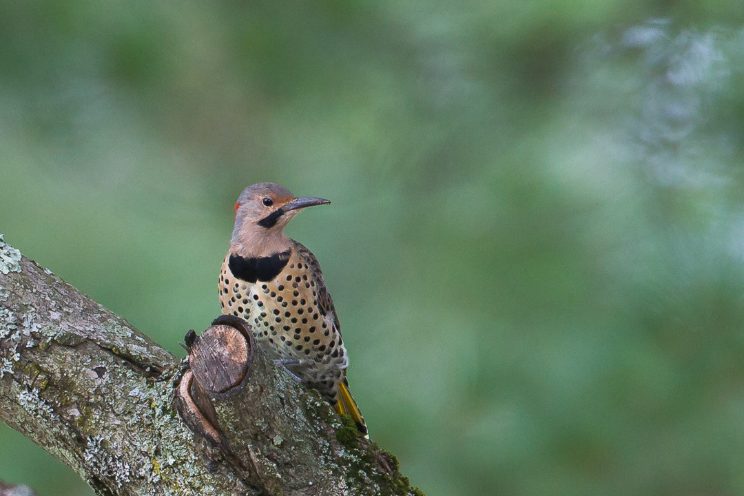 Canon EF 500mm F4L IS USM sample photo. Flicker photography