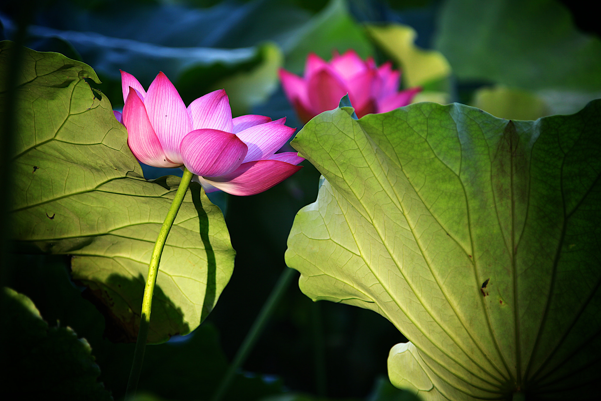 Canon EF 28-300mm F3.5-5.6L IS USM sample photo. Lotus westlake photography