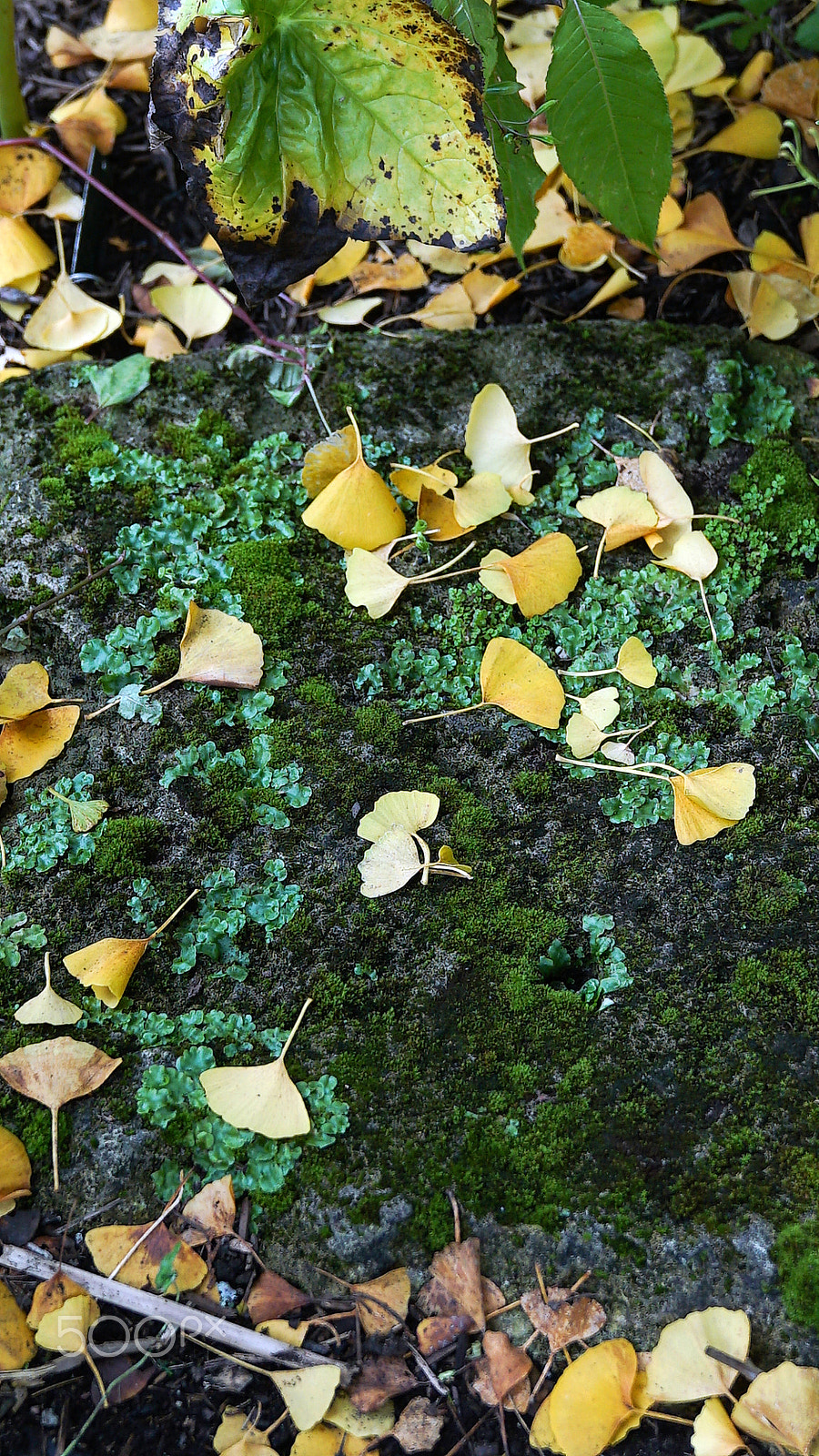Sony a7S II + Sony FE 24-70mm F2.8 GM sample photo. Path to autumn photography