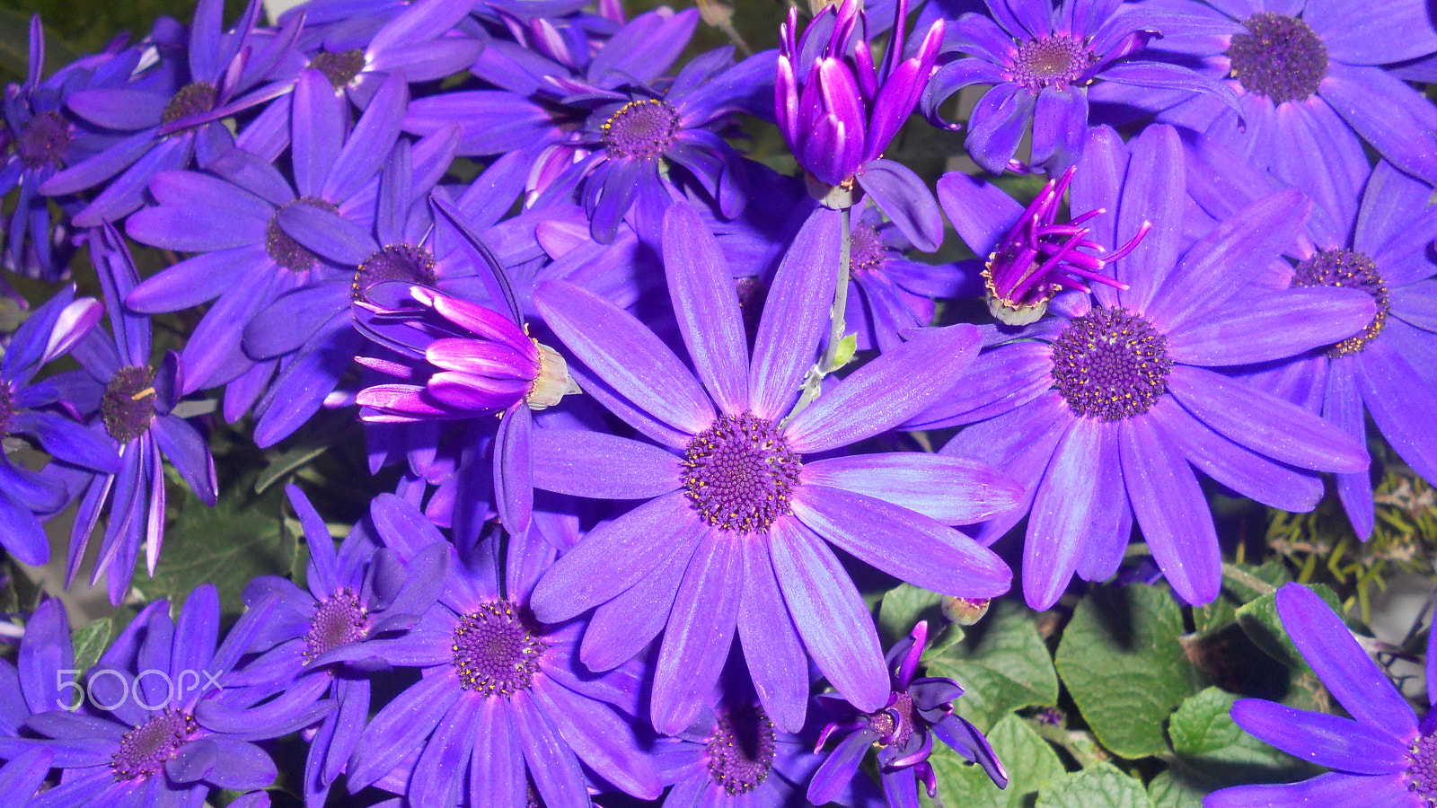 Nikon Coolpix S3000 sample photo. Pretty purple flowers photography