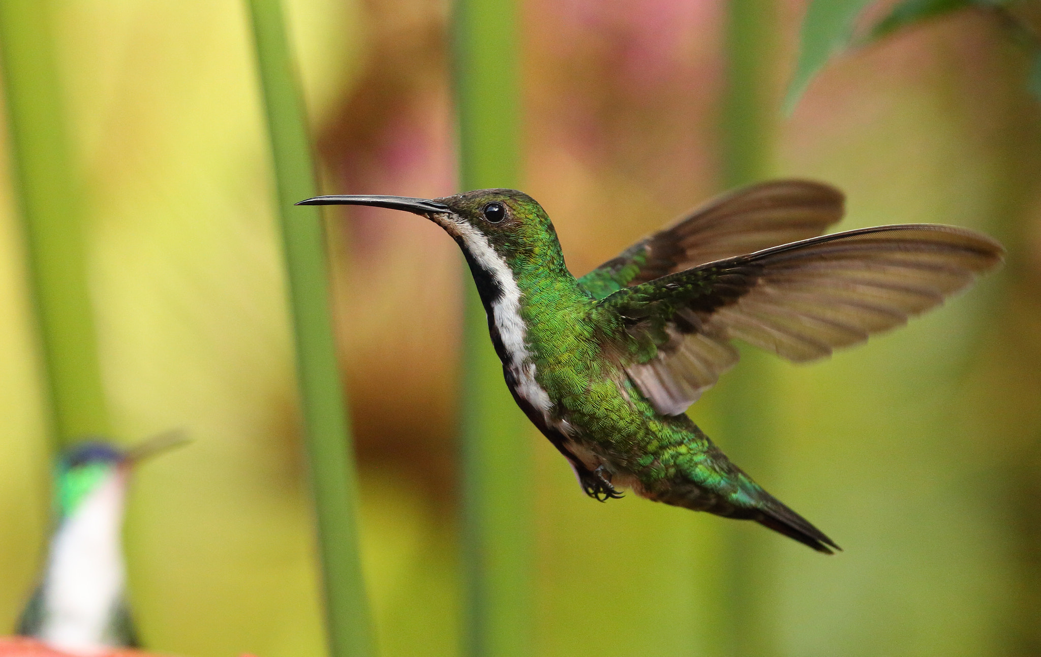 Canon EF 300mm F2.8L IS USM sample photo. Black-throated mango - mango pechinegro photography