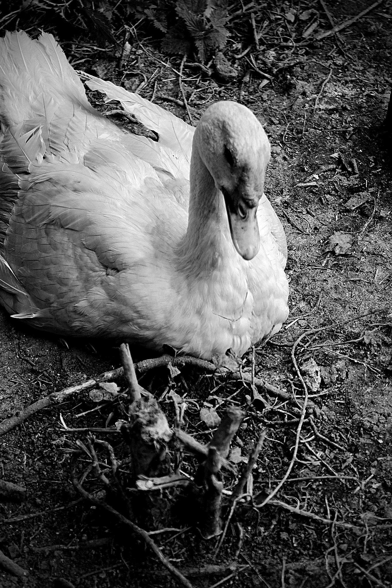 Canon EF-S 18-55mm F3.5-5.6 IS sample photo. Jemima i presume? photography