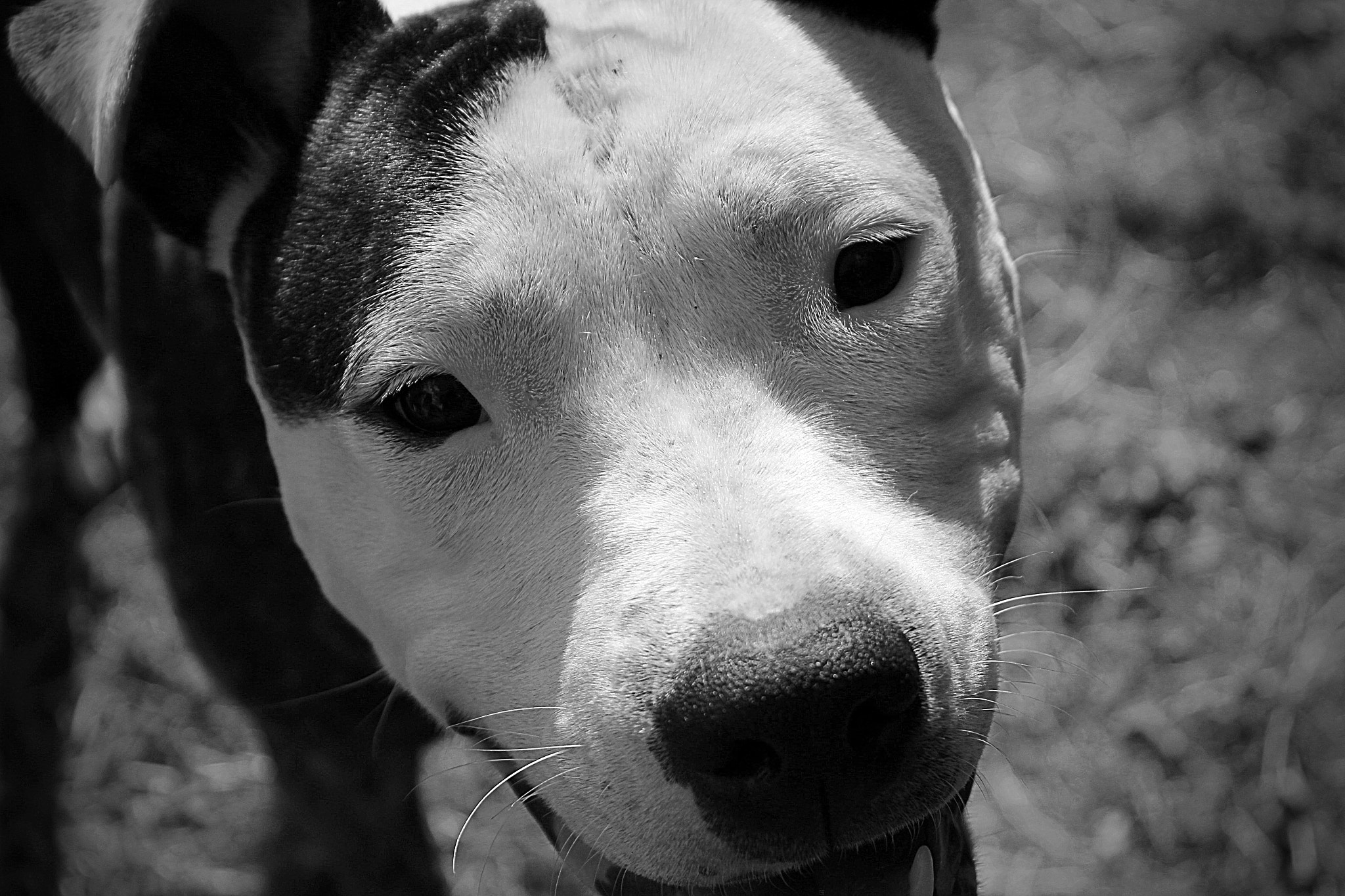 Canon EF-S 18-55mm F3.5-5.6 IS sample photo. Darling delilah photography