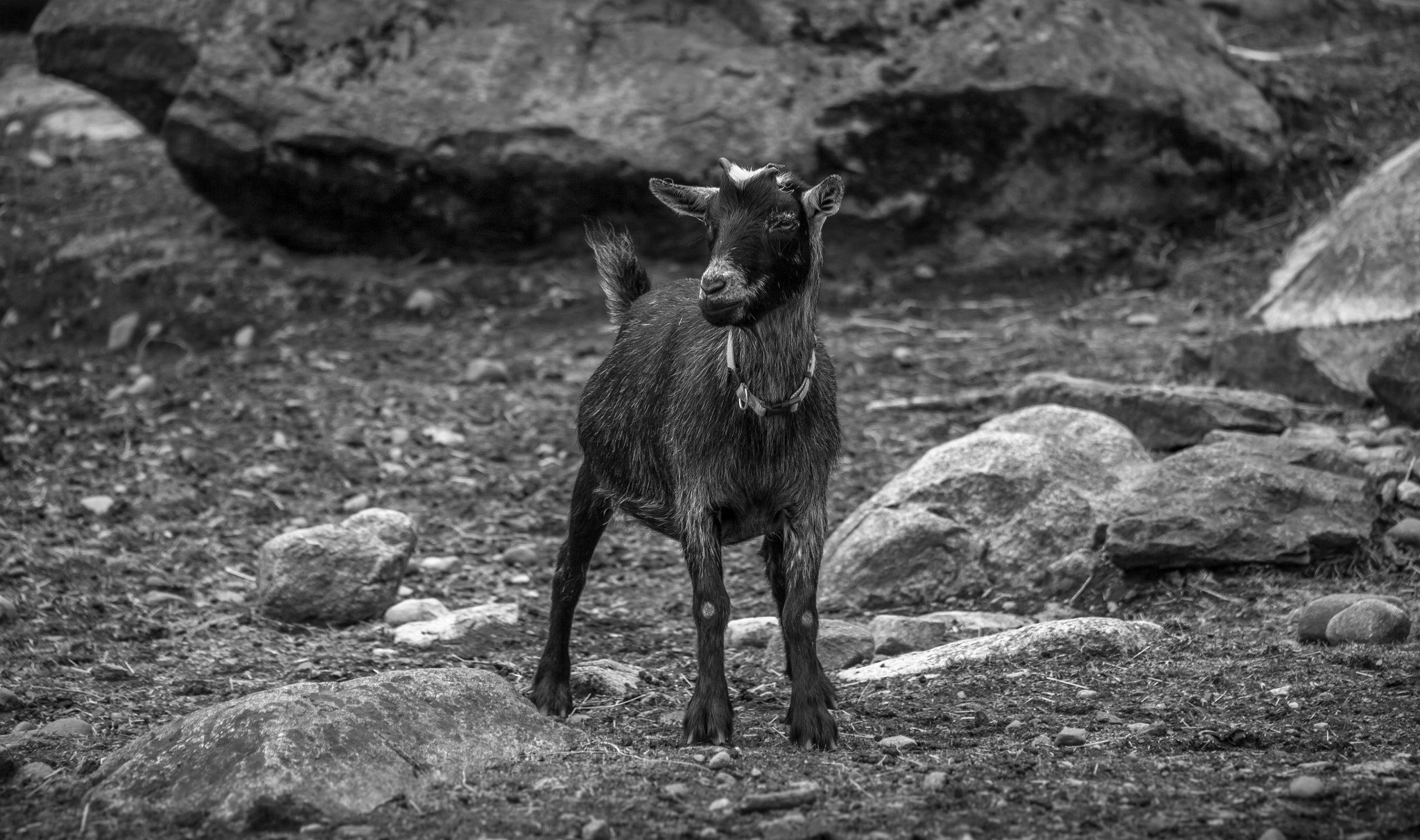 Canon EOS 5D + Canon EF 75-300mm f/4-5.6 USM sample photo. The gaze of a goat photography