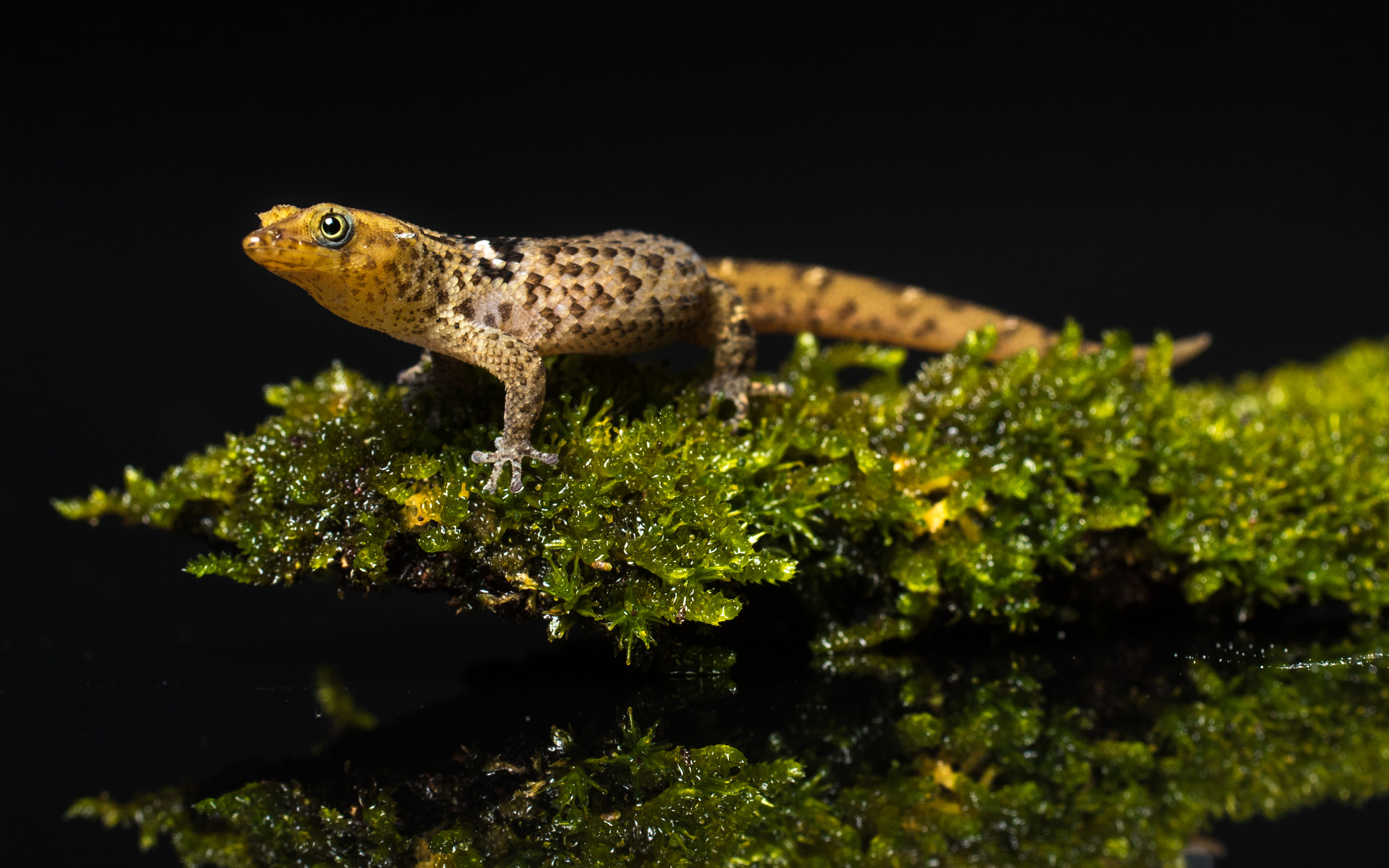 Sigma 50mm f/2.8 EX sample photo. Sphaerodactylus macrolepis photography